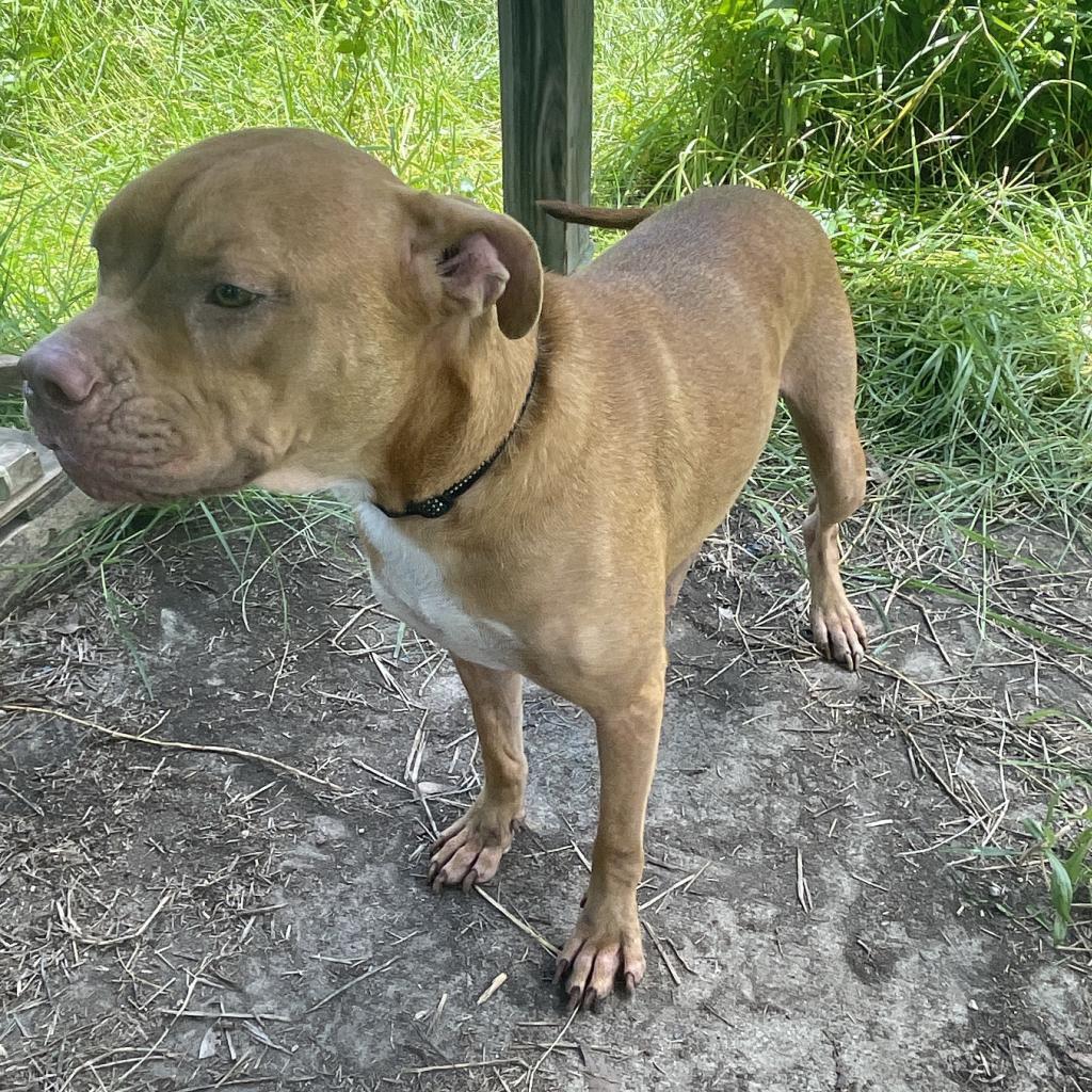 Enlarge Lou, a Adoptable mixed breed in Dickinson, TX image 2/6