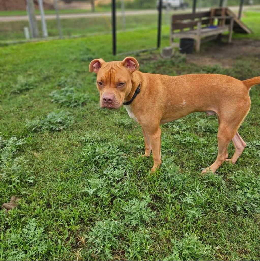 Enlarge Lou, a Adoptable mixed breed in Dickinson, TX image 3/6