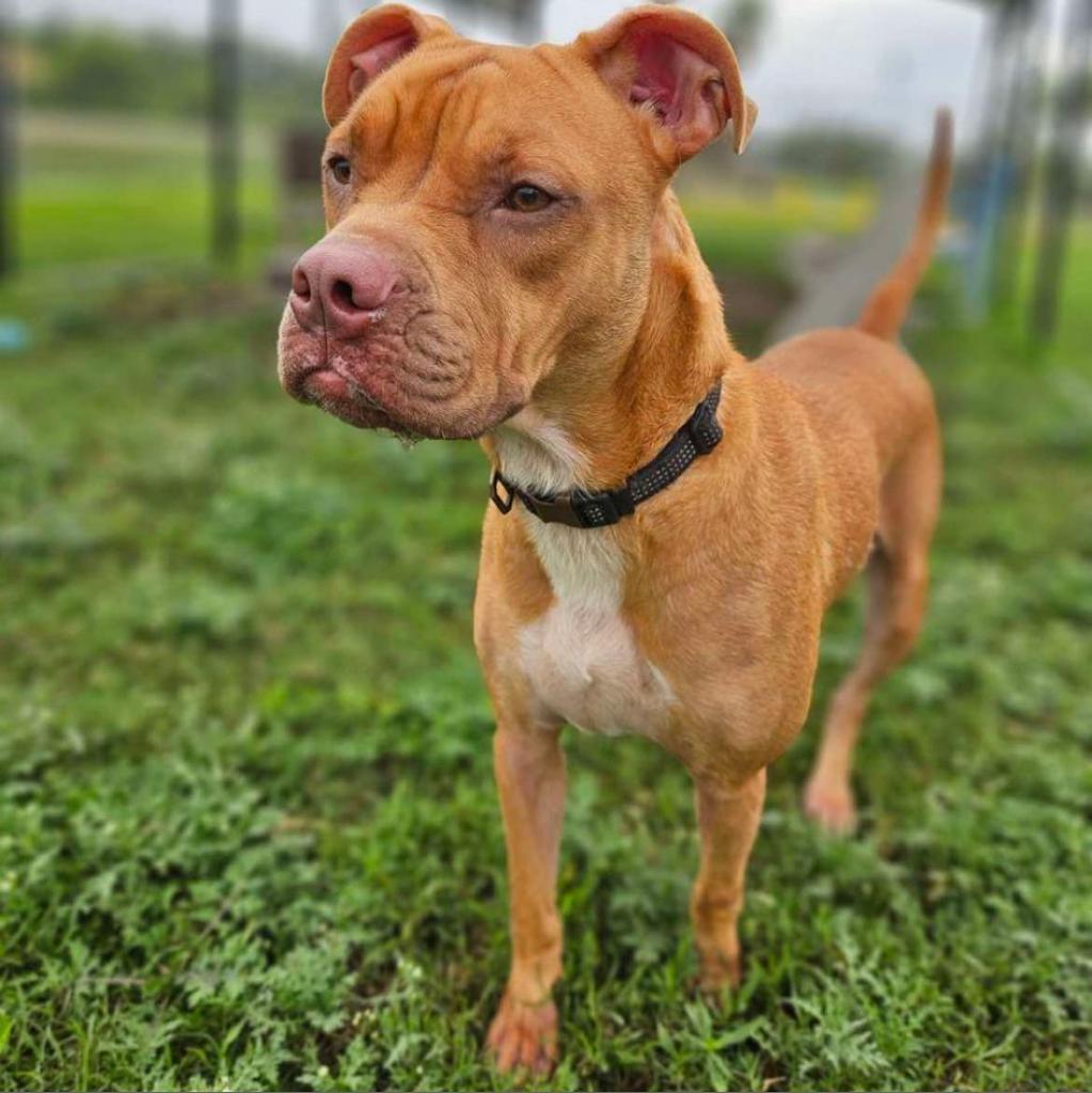 Enlarge Lou, a Adoptable mixed breed in Dickinson, TX image 4/6