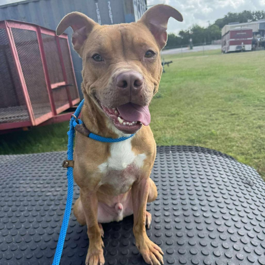 Enlarge Lou, a Adoptable mixed breed in Dickinson, TX image 5/6