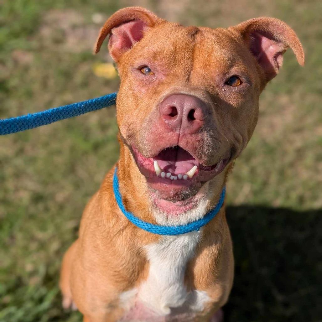 Enlarge Lou, a Adoptable mixed breed in Dickinson, TX image 6/6