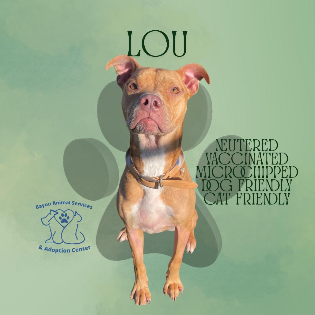Enlarge Lou, a Adoptable mixed breed in Dickinson, TX image 6/6