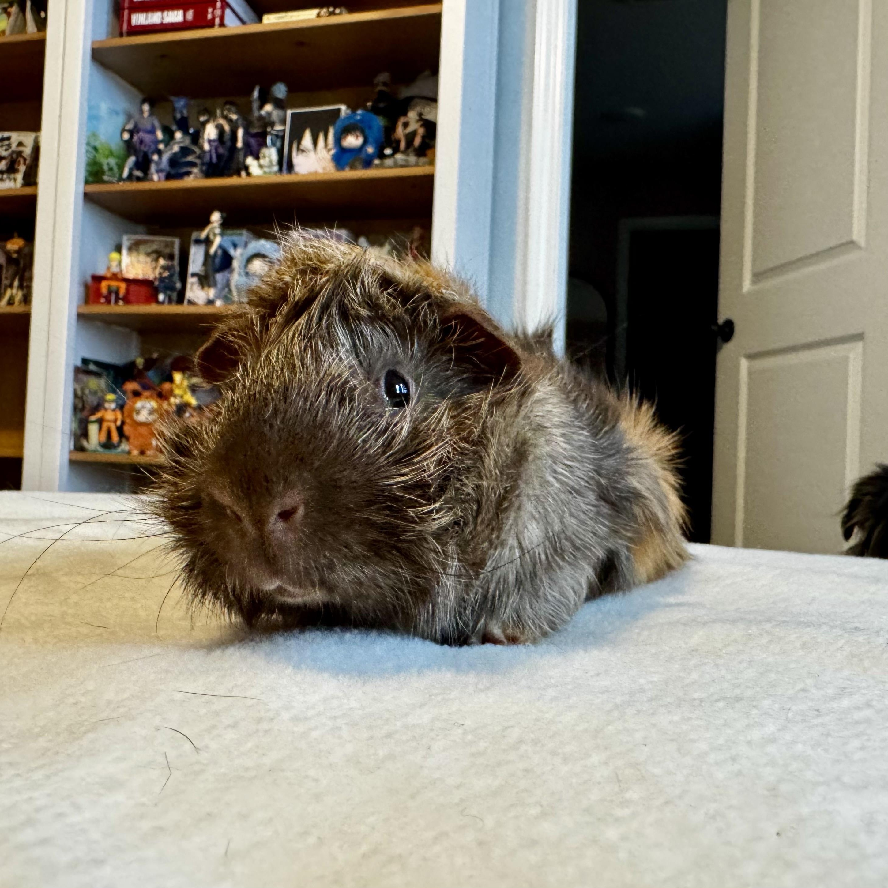 Enlarge Moose & Harry Styles, a ADOPTABLE Abyssinian in San Antonio, TX image 2/3