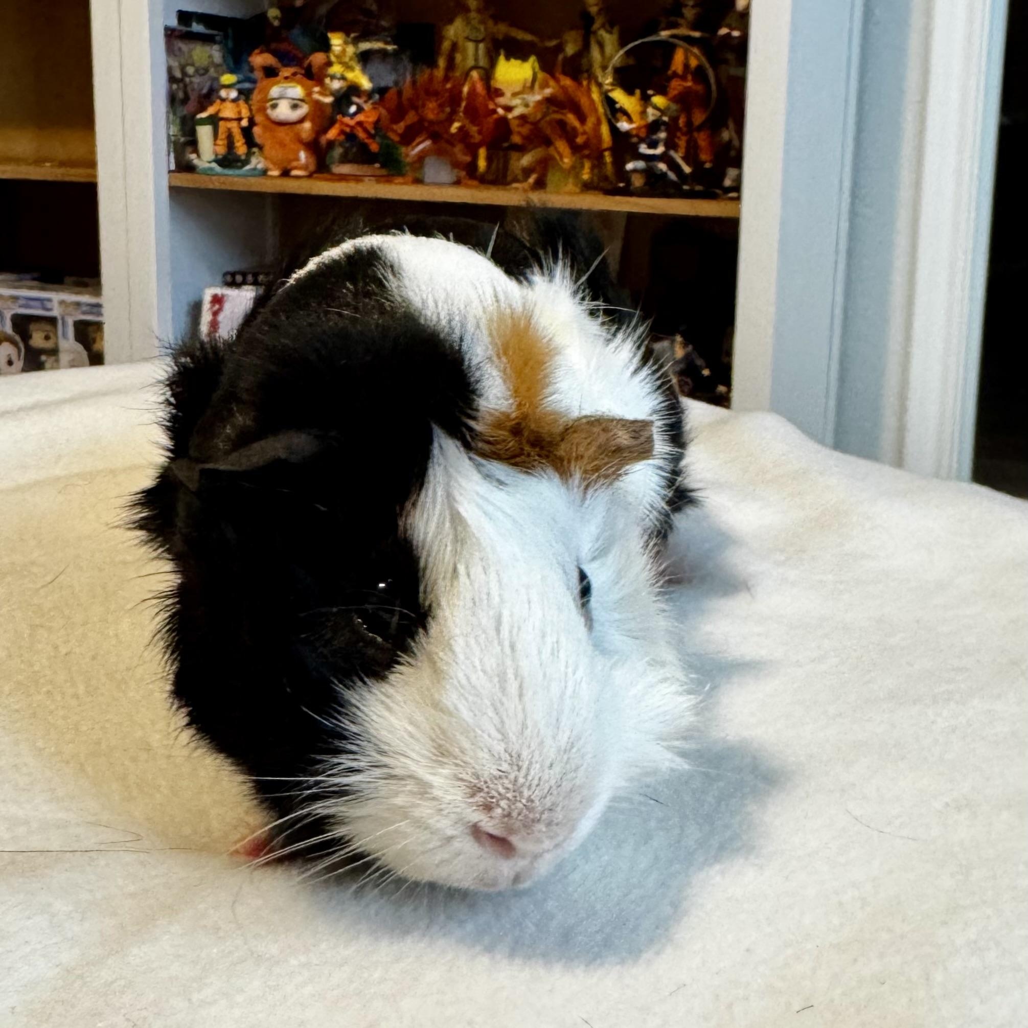 Enlarge Moose & Harry Styles, a ADOPTABLE Abyssinian in San Antonio, TX image 3/3