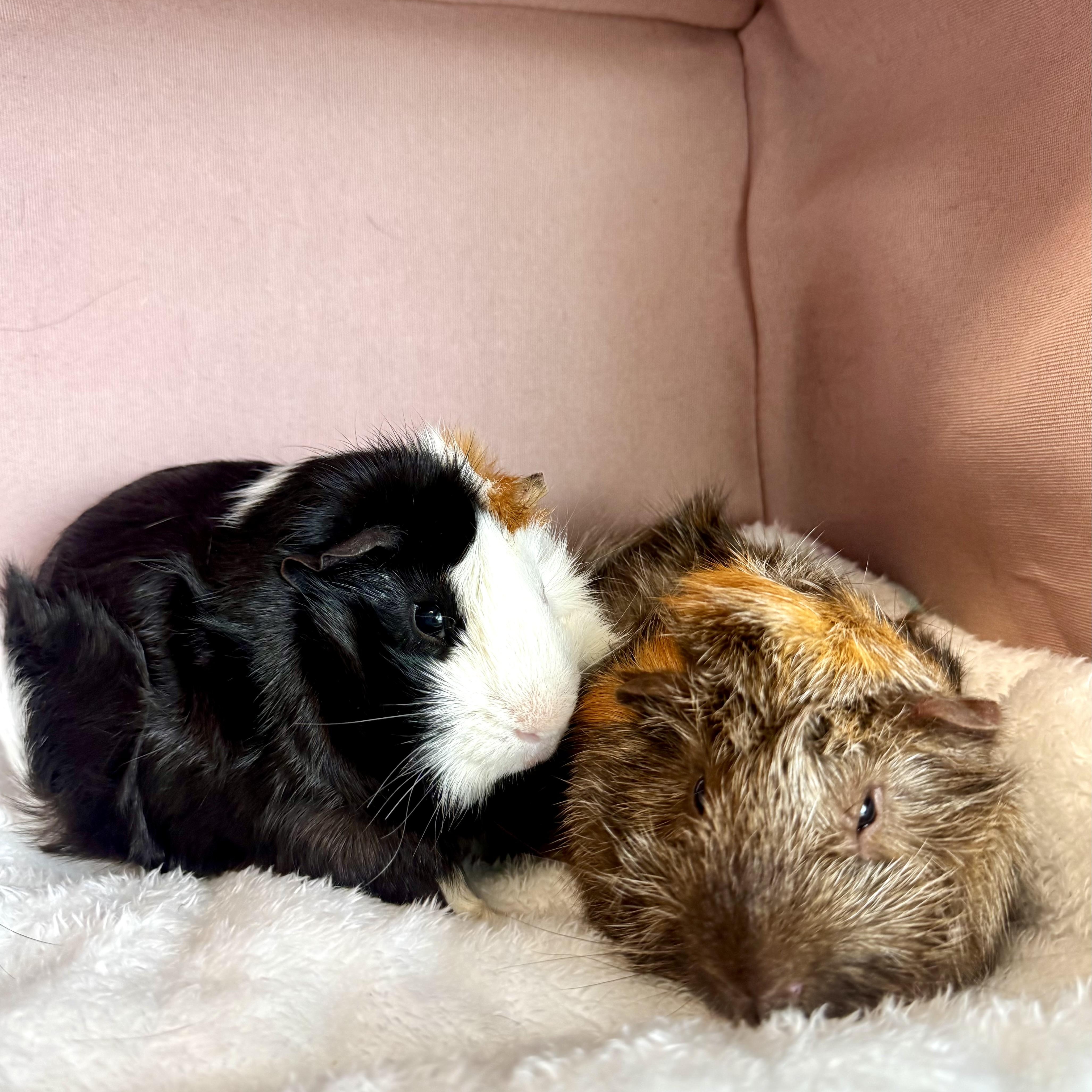 Enlarge Moose & Harry Styles, a ADOPTABLE Abyssinian in San Antonio, TX image 1/3