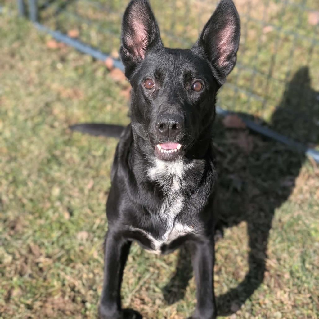 Enlarge Pandora, a Adoptable Shepherd in Shinnston, WV image 1/3