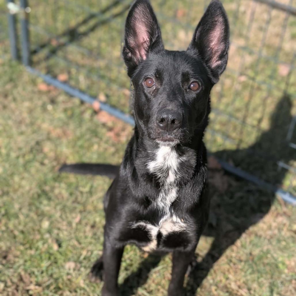 Enlarge Pandora, a Adoptable Shepherd in Shinnston, WV image 2/3