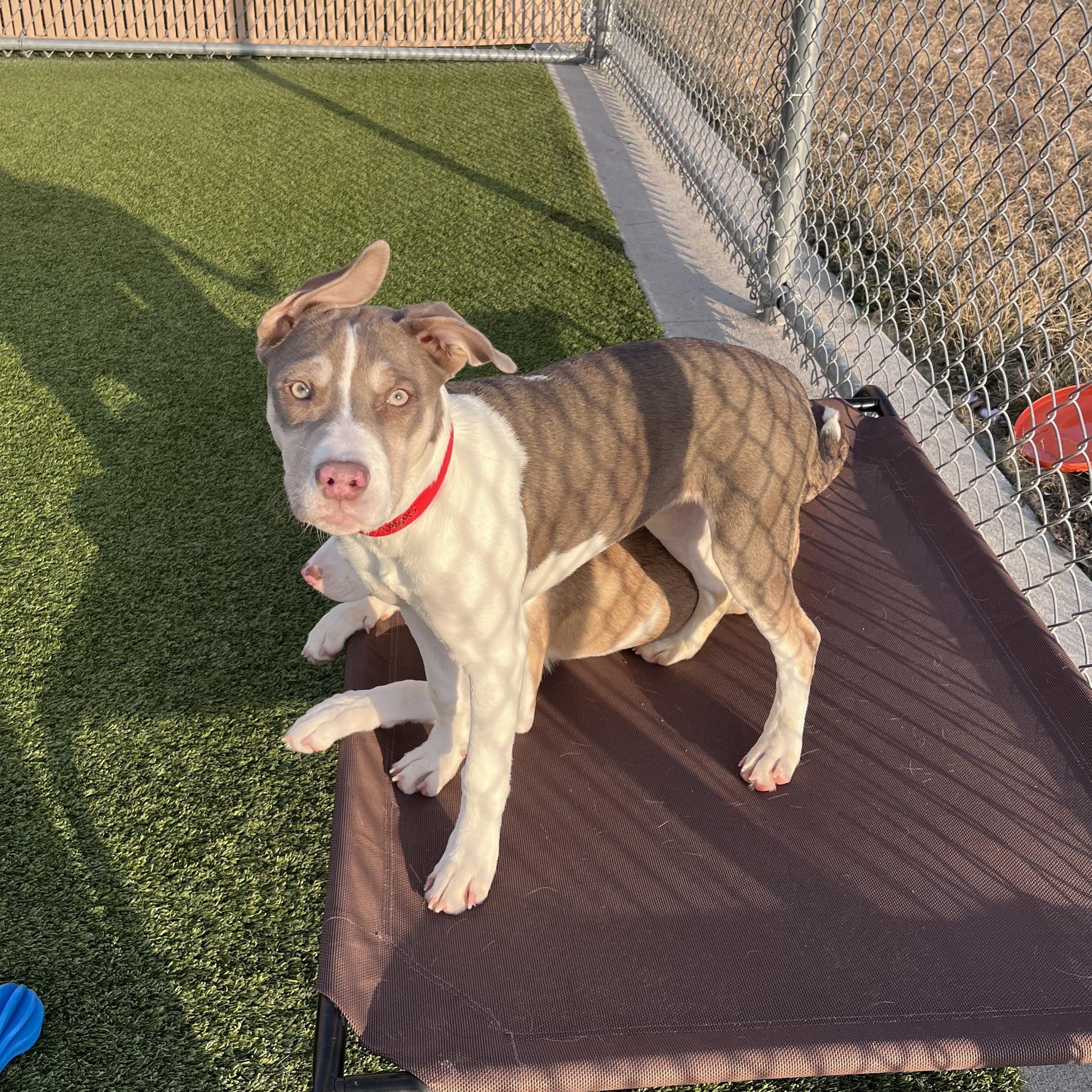 Enlarge Rosebud, a Adoptable mixed breed in Liberty, MO image 4/5