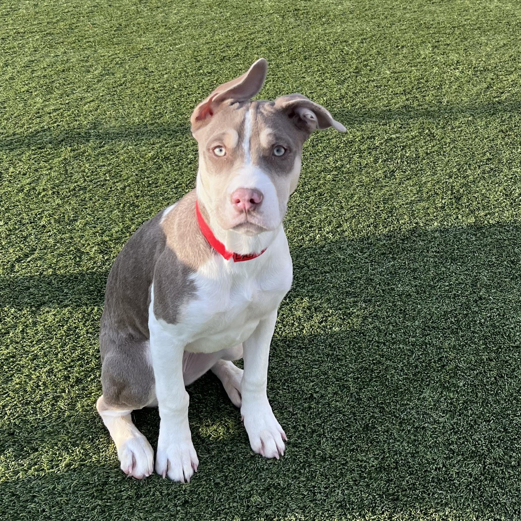 Enlarge Rosebud, a Adoptable mixed breed in Liberty, MO image 5/5