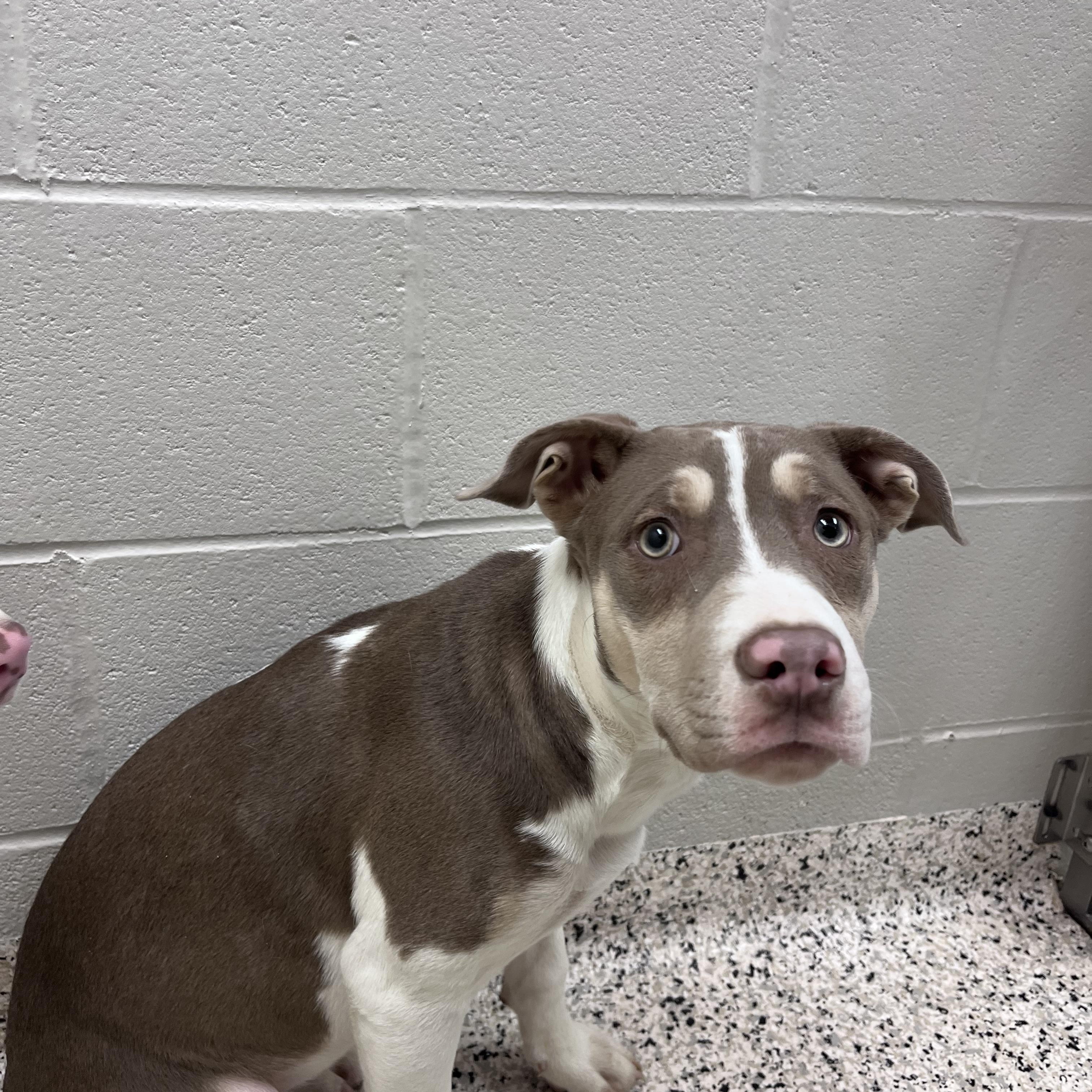 Enlarge Rosebud, a Adoptable mixed breed in Liberty, MO image 1/5