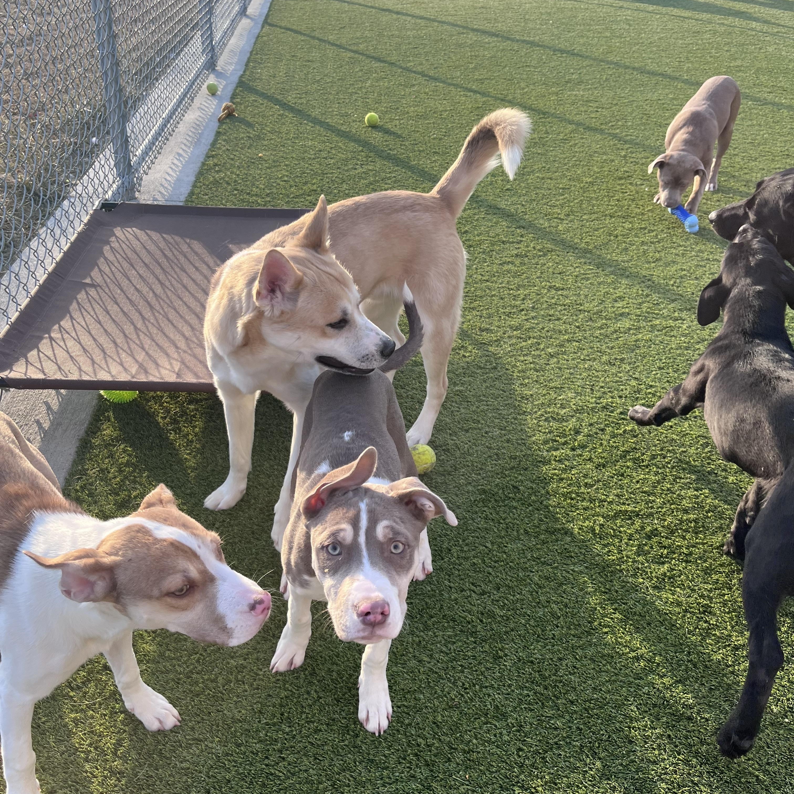 Enlarge Rosebud, a Adoptable mixed breed in Liberty, MO image 2/5