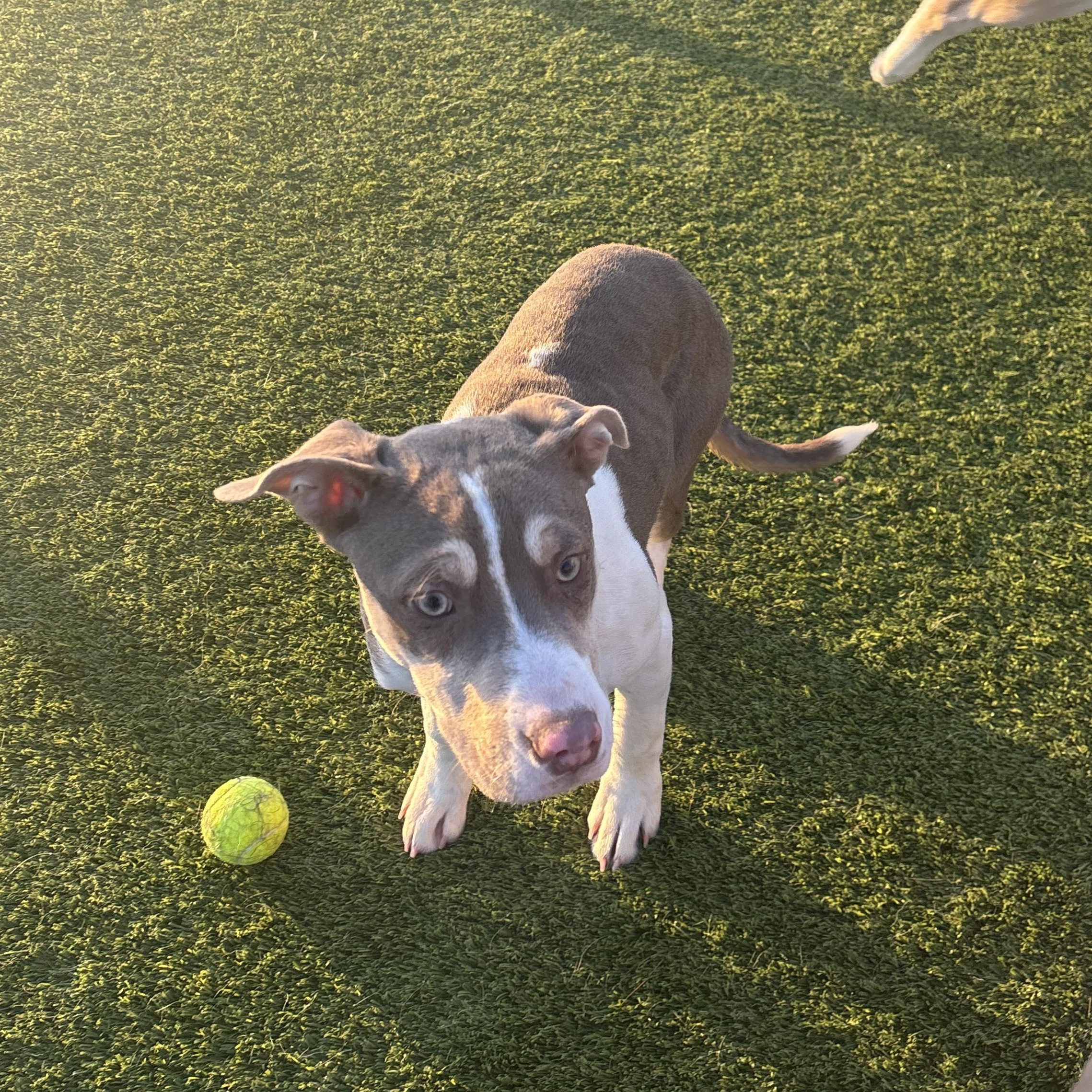 Enlarge Rosebud, a Adoptable mixed breed in Liberty, MO image 3/5