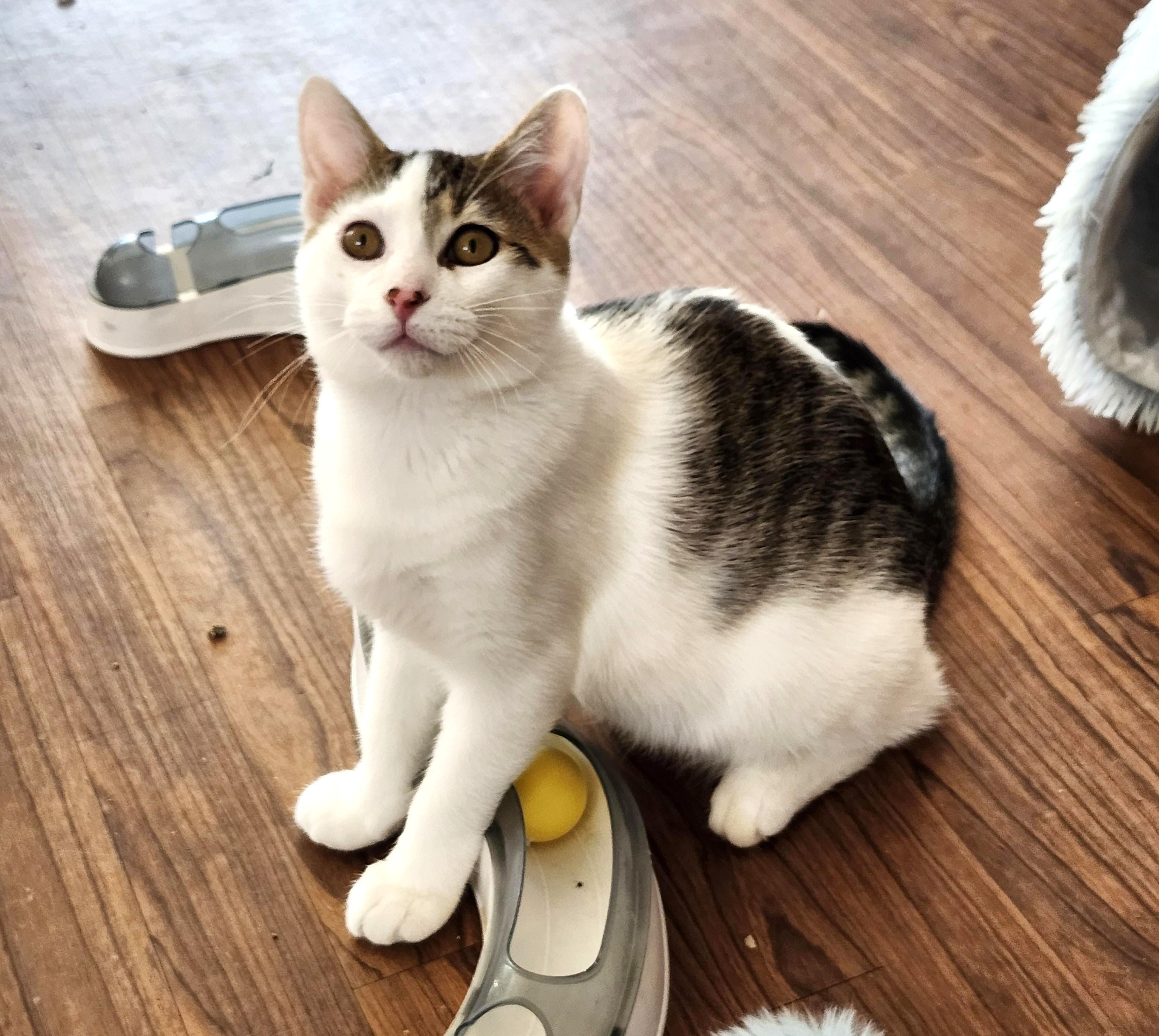 Fletcher, Adoptable, Kitten Male Tabby.