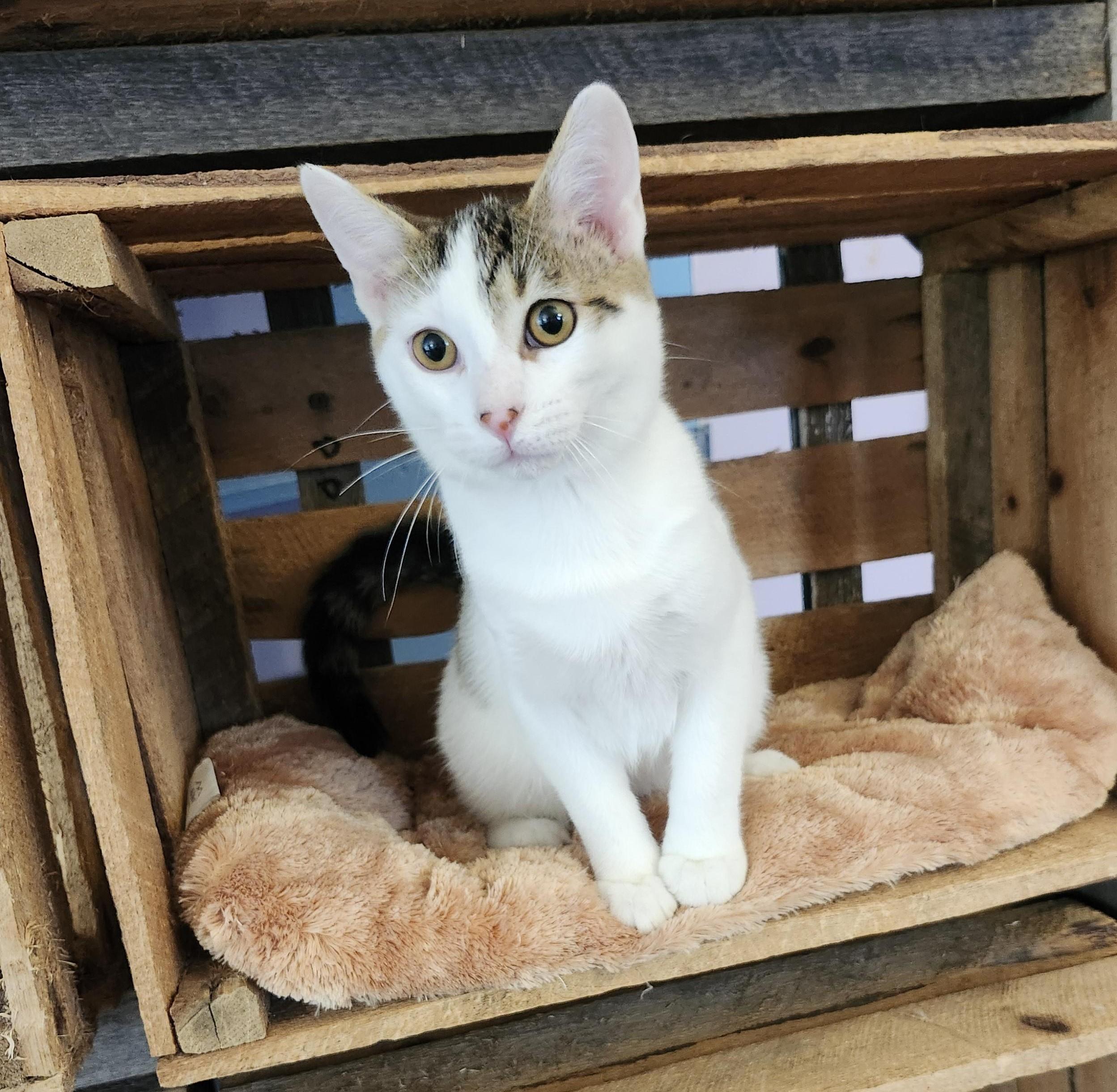 Enlarge Fletcher, a Adoptable mixed breed in Wild Rose, WI image 3/6