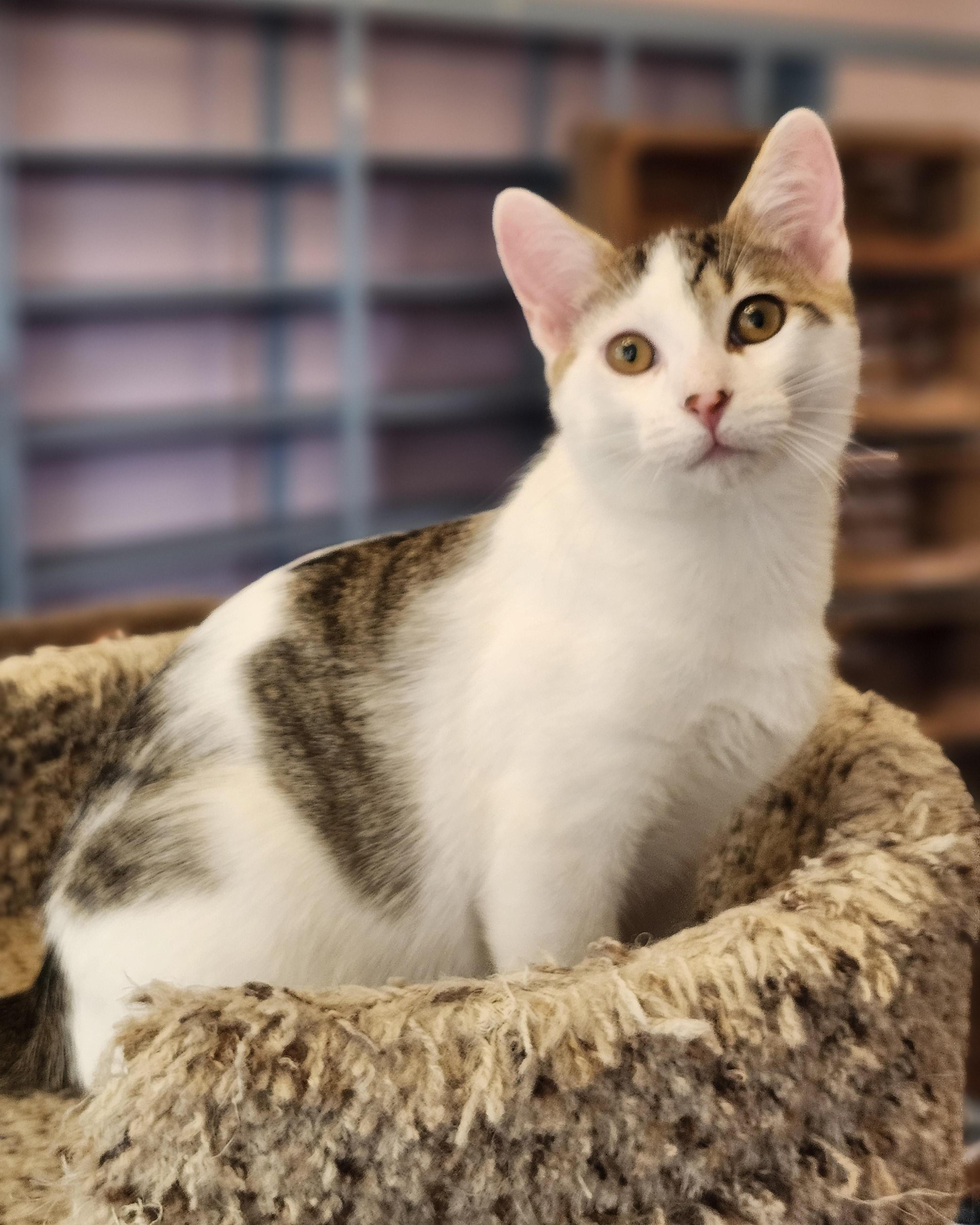 Enlarge Fletcher, a Adoptable mixed breed in Wild Rose, WI image 5/6