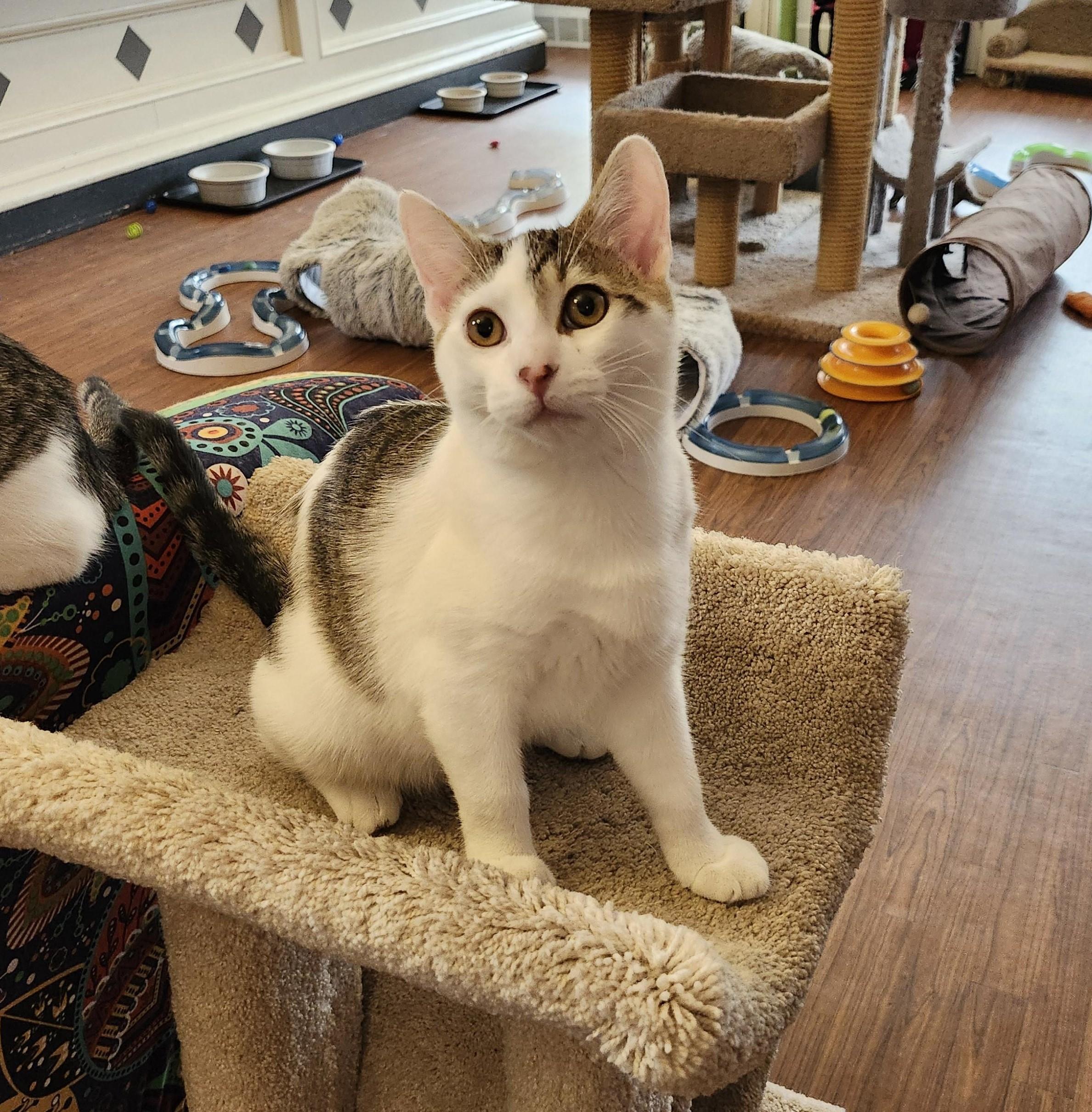 Enlarge Fletcher, a Adoptable mixed breed in Wild Rose, WI image 6/6