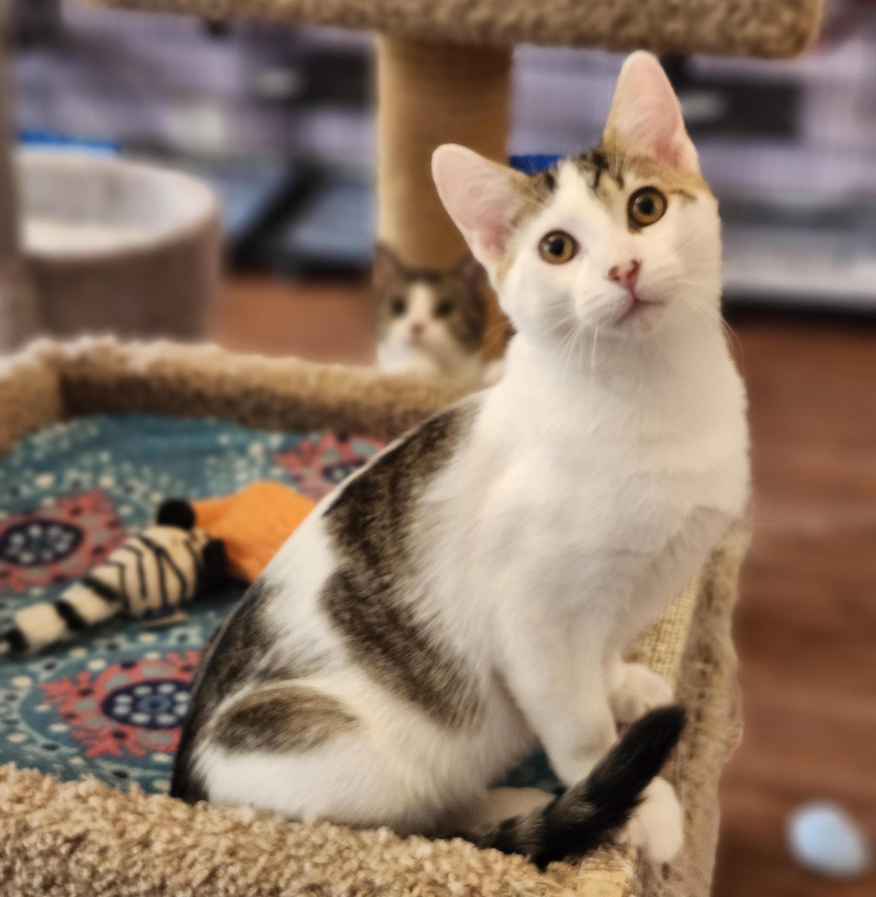 Enlarge Fletcher, a Adoptable mixed breed in Wild Rose, WI image 2/6