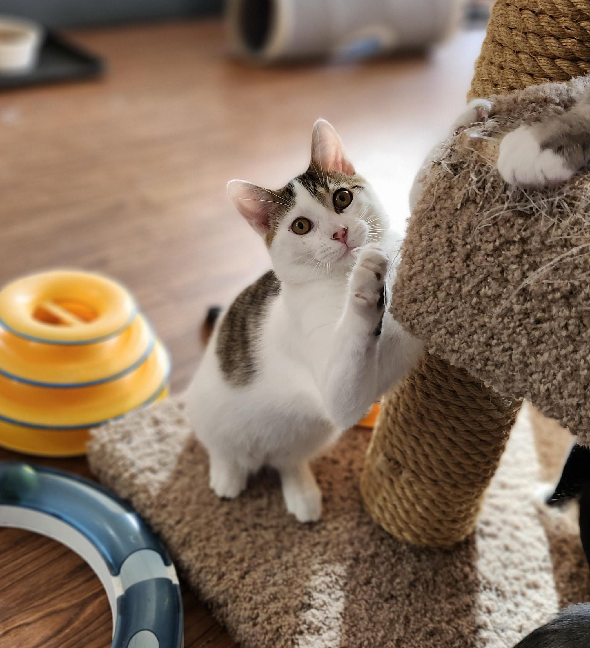 Enlarge Fletcher, a Adoptable mixed breed in Wild Rose, WI image 4/6