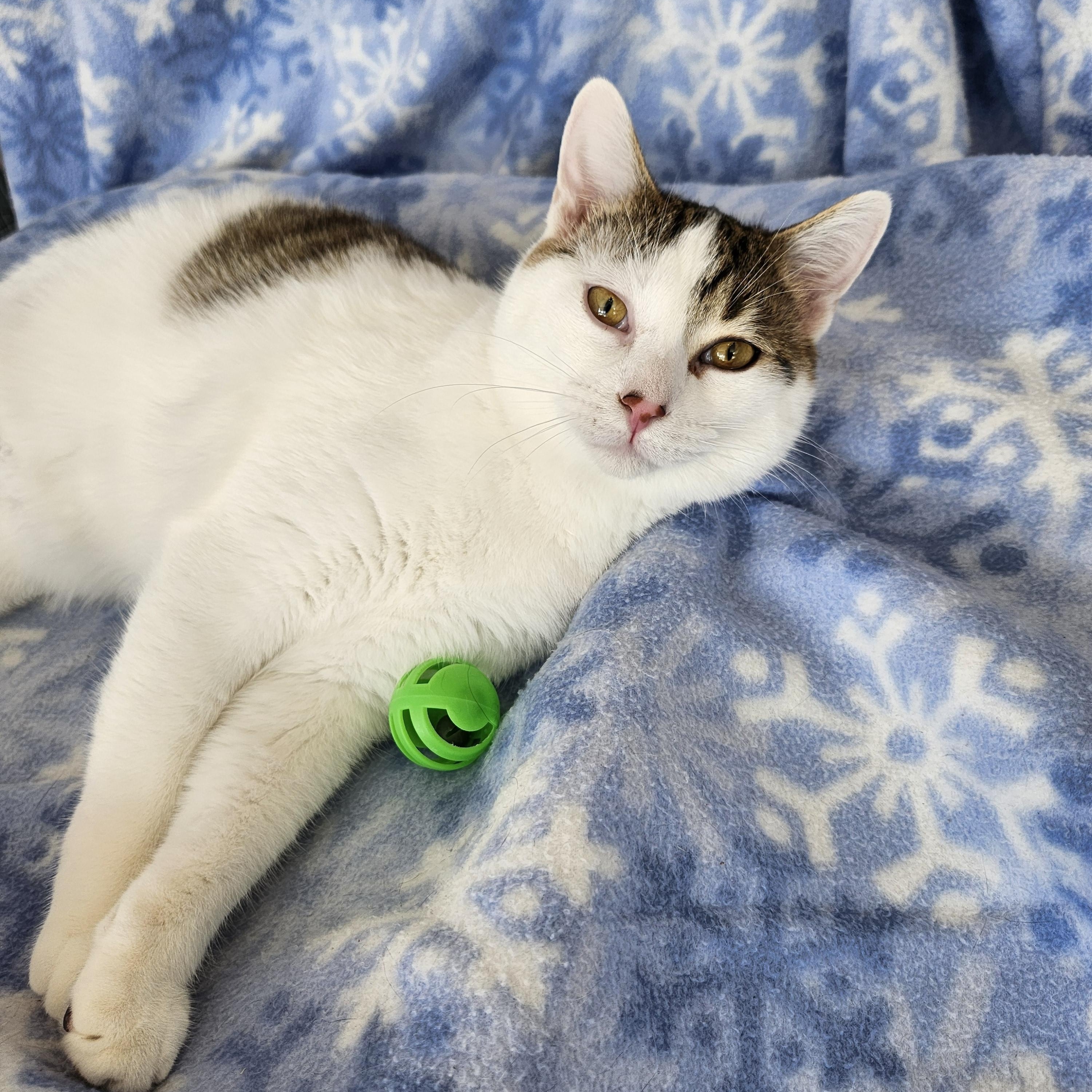 Enlarge Fletcher, an adopted mixed breed in Wild Rose, WI image 3/6