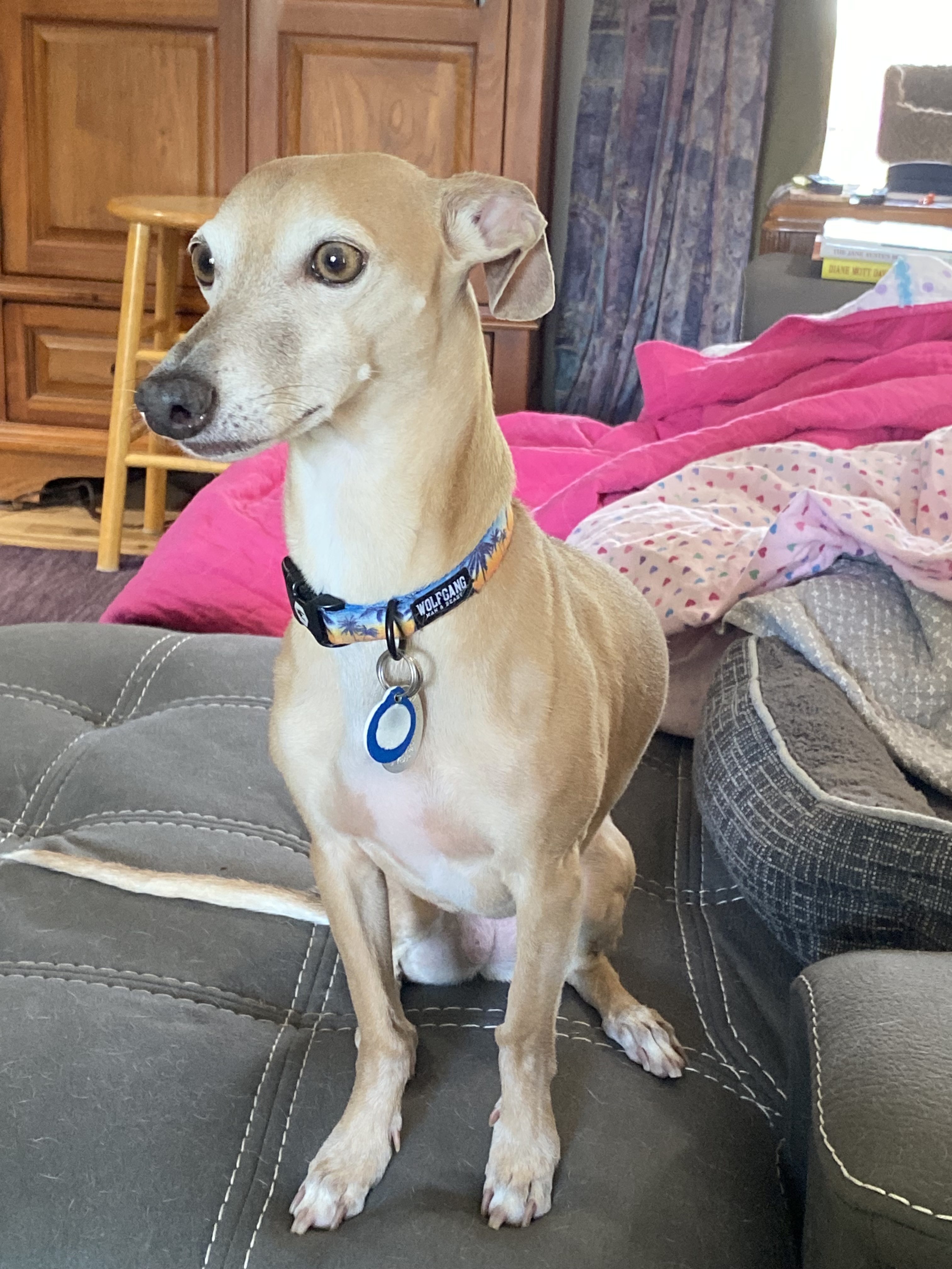 Susa, a Adopted mixed breed in Centennial, CO image 1/4