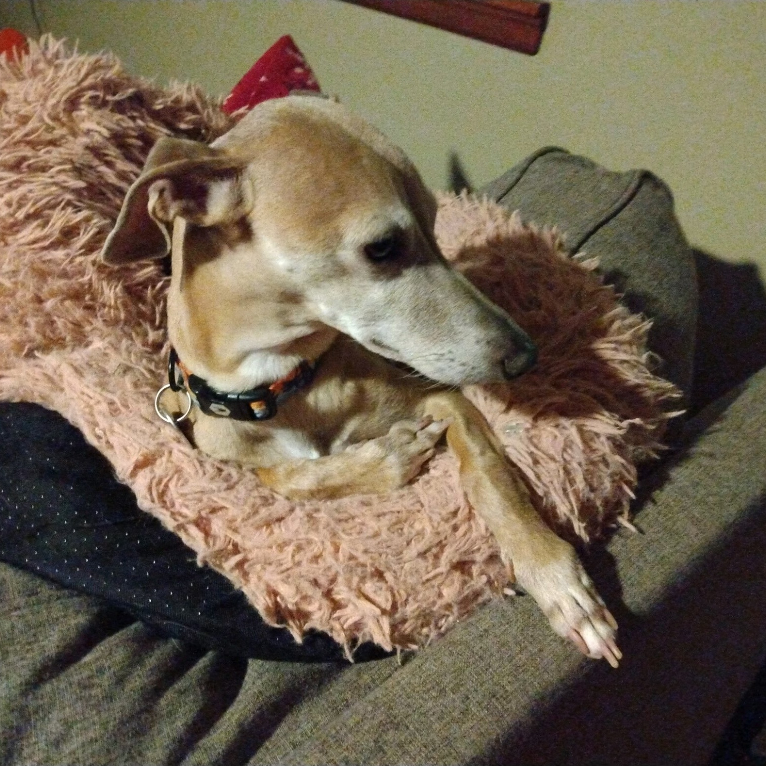 Susa, a Adopted mixed breed in Centennial, CO image 2/4