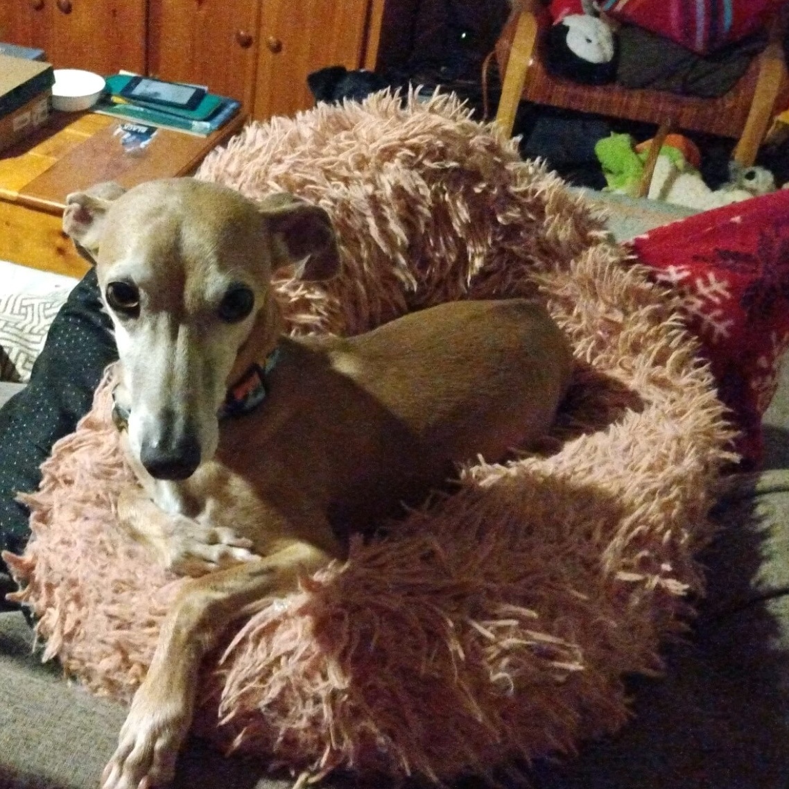 Susa, a Adopted mixed breed in Centennial, CO image 3/4