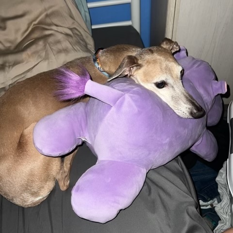 Susa, a Adopted mixed breed in Centennial, CO image 4/4