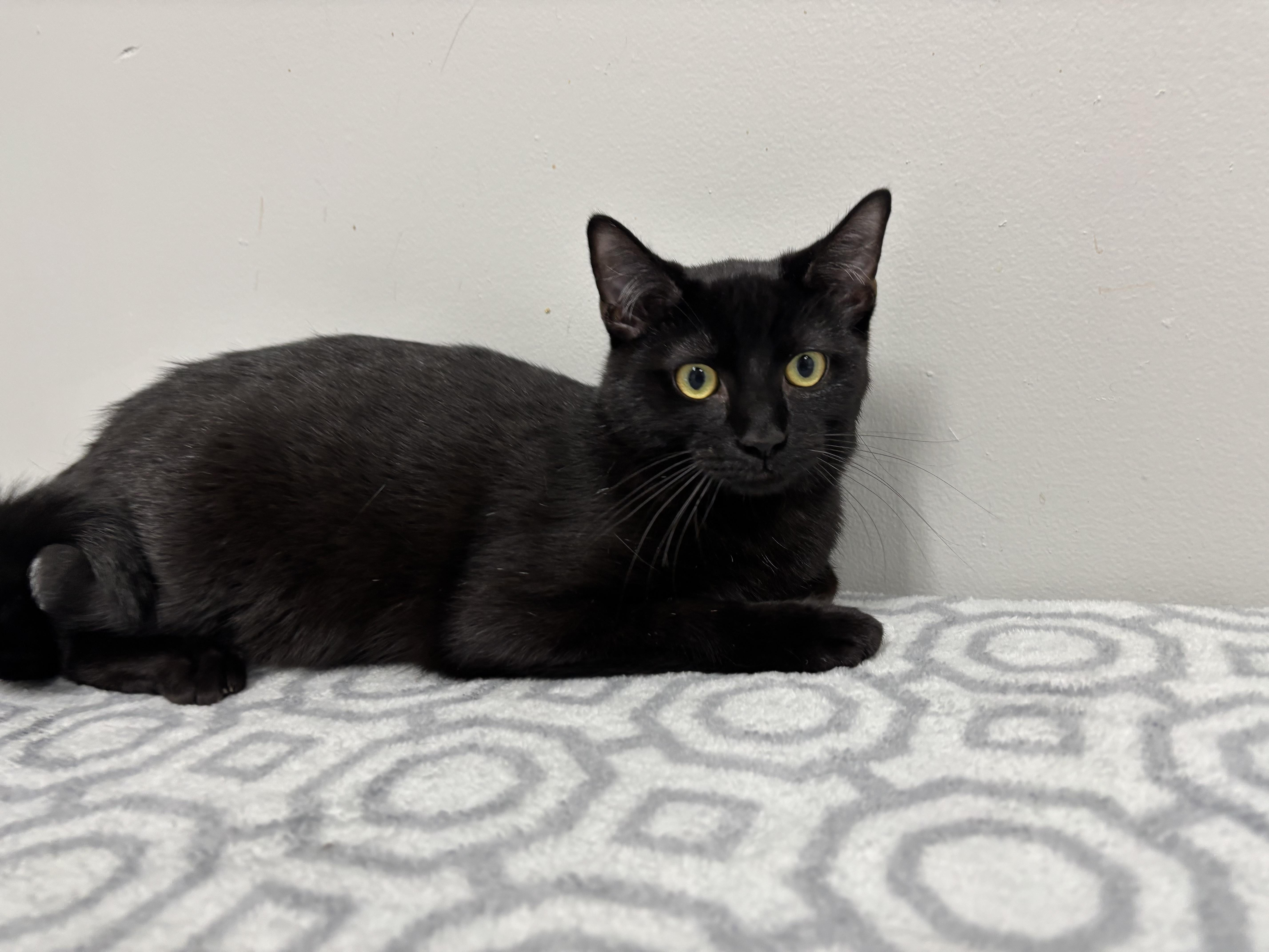 Michols, Young Male Domestic Short Hair