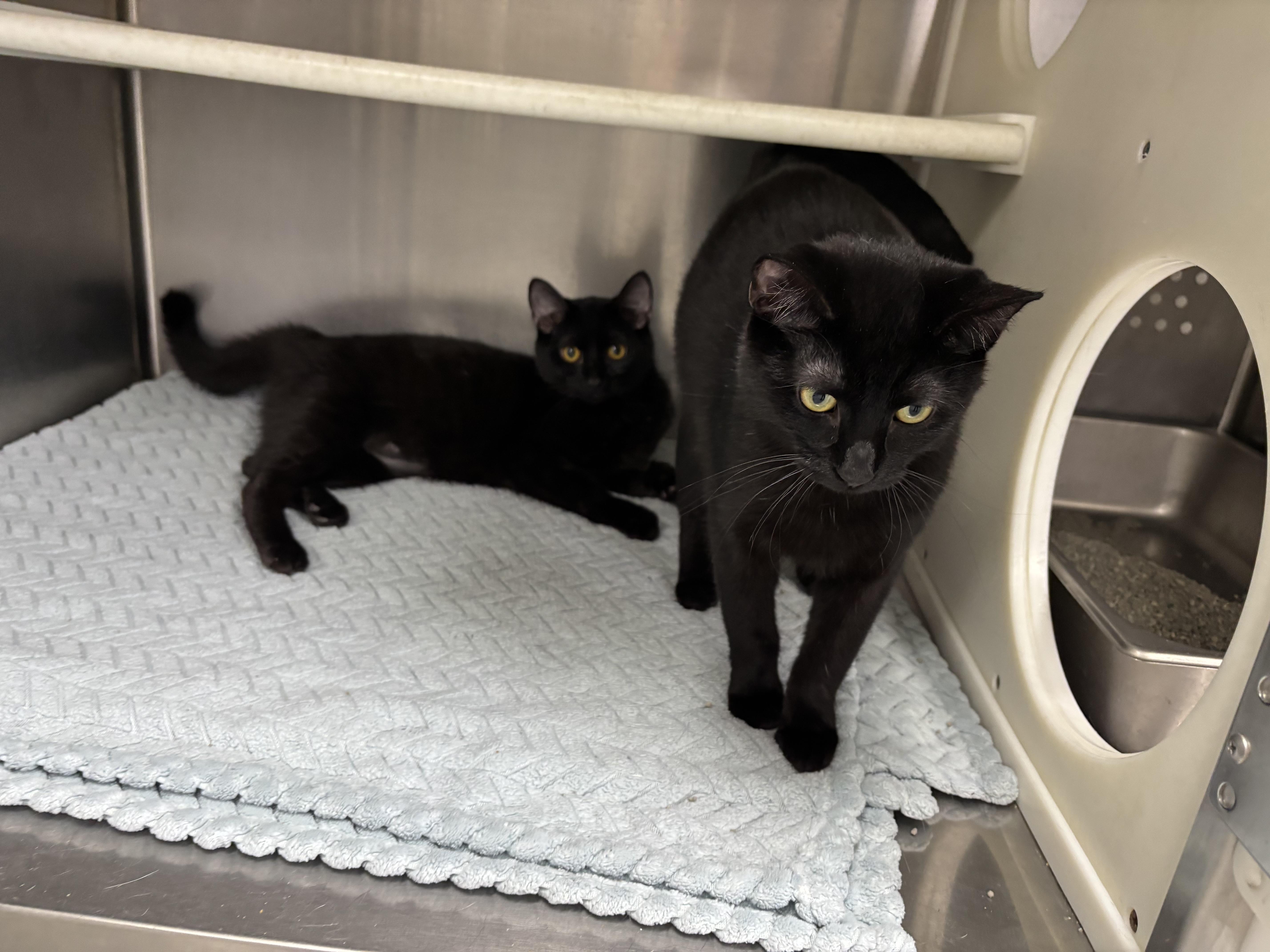 Enlarge Michols, a Adoptable mixed breed in Frankfort, IN image 2/4