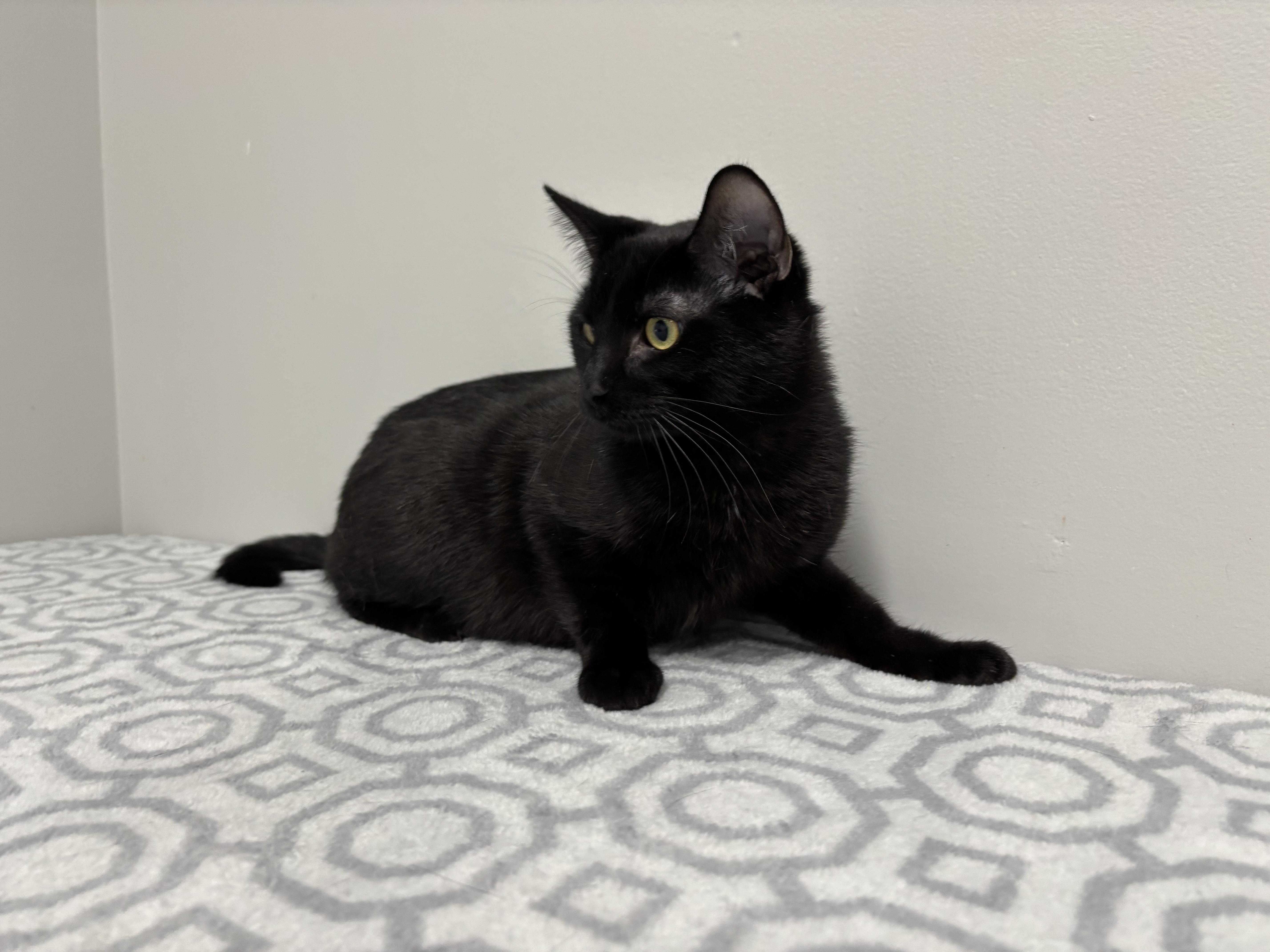 Enlarge Michols, a Adoptable mixed breed in Frankfort, IN image 3/4