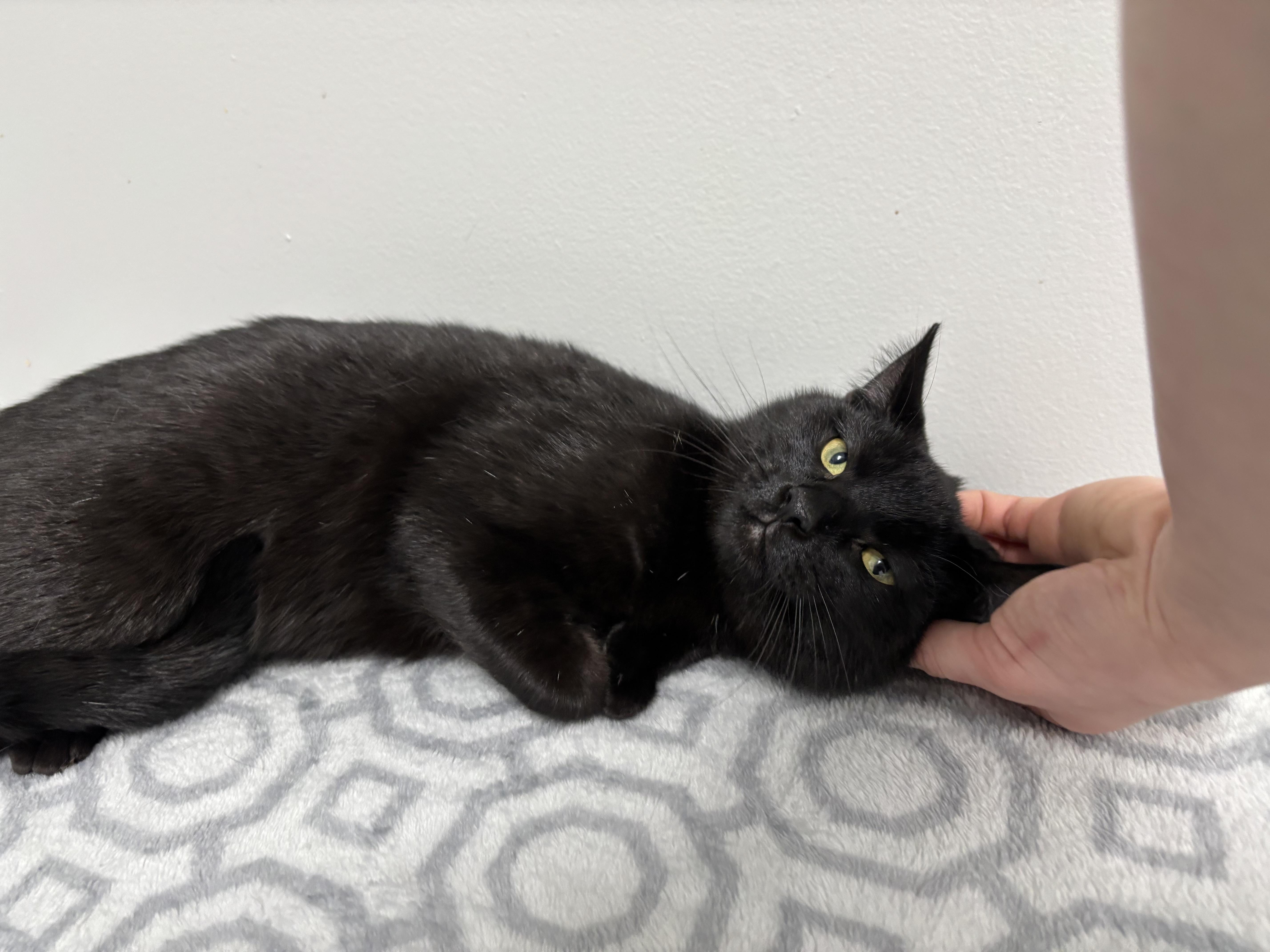 Enlarge Michols, a Adoptable mixed breed in Frankfort, IN image 4/4