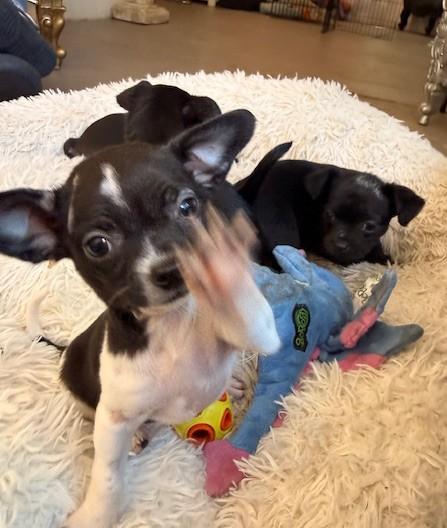 Enlarge Pink, a ADOPTABLE mixed breed in Santa Rosa, CA image 6/6