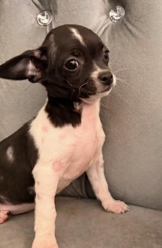 Enlarge Pink, a ADOPTABLE mixed breed in Santa Rosa, CA image 3/6