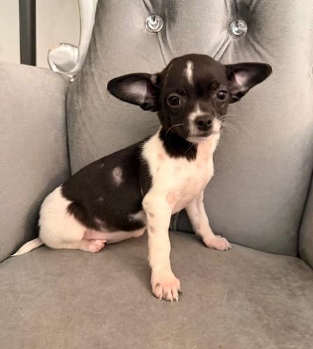 Pink, ADOPTABLE, Puppy Female Chihuahua.