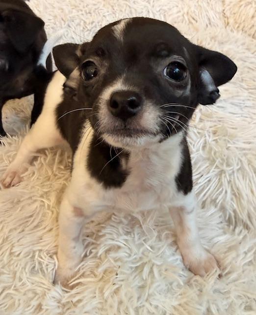 Enlarge Pink, a ADOPTABLE mixed breed in Santa Rosa, CA image 4/6