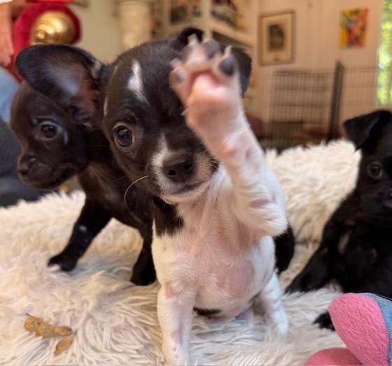 Enlarge Pink, a ADOPTABLE mixed breed in Santa Rosa, CA image 2/6