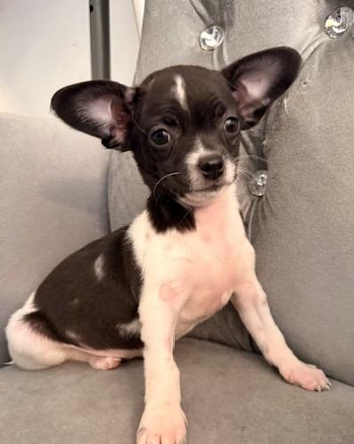 Enlarge Pink, a ADOPTABLE mixed breed in Santa Rosa, CA image 5/6