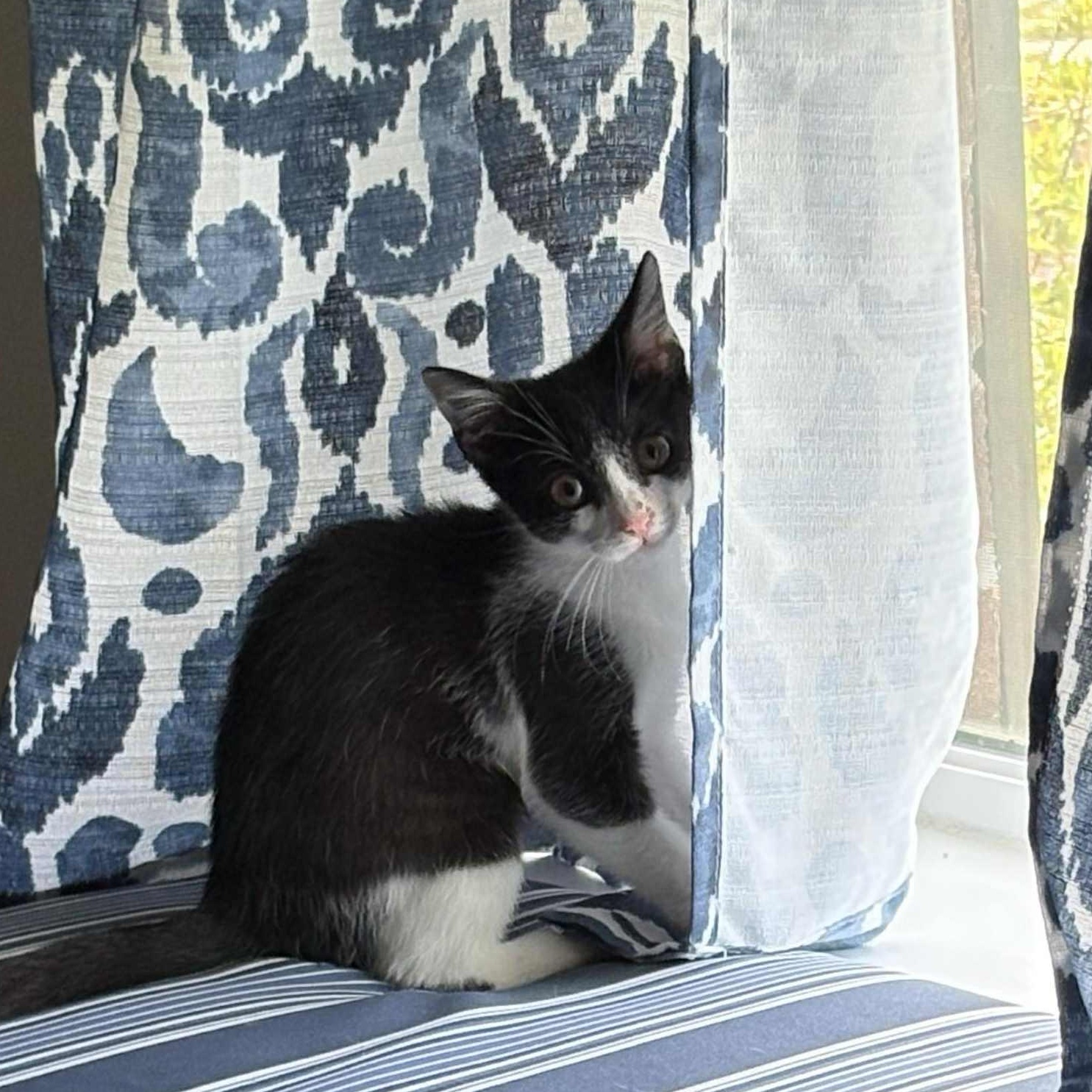 Kukla - in foster home
