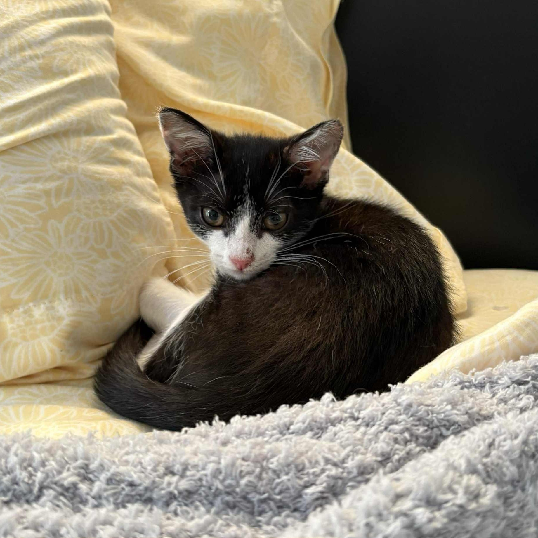 Kukla - in foster home