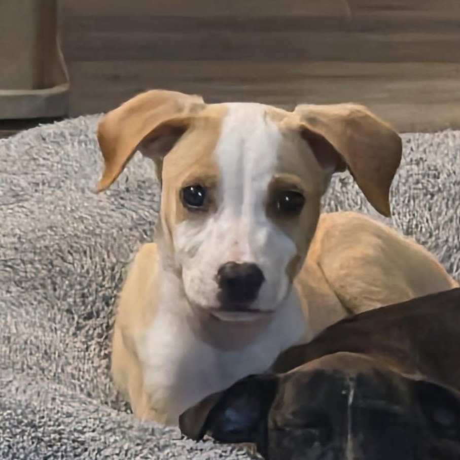 Enlarge Barney, a Adoptable mixed breed in Waxhaw, NC image 2/3