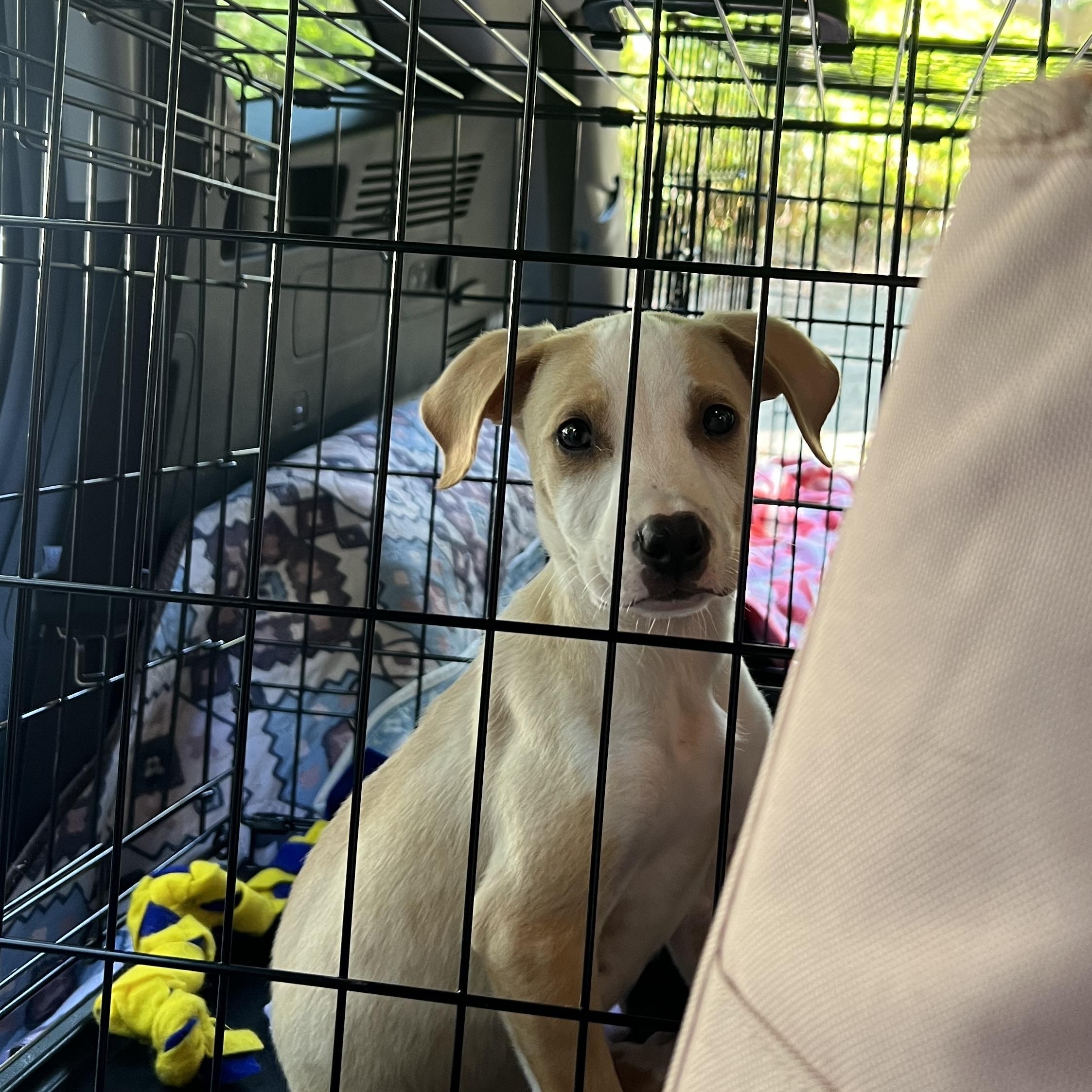 Enlarge Barney, a Adoptable mixed breed in Waxhaw, NC image 3/3