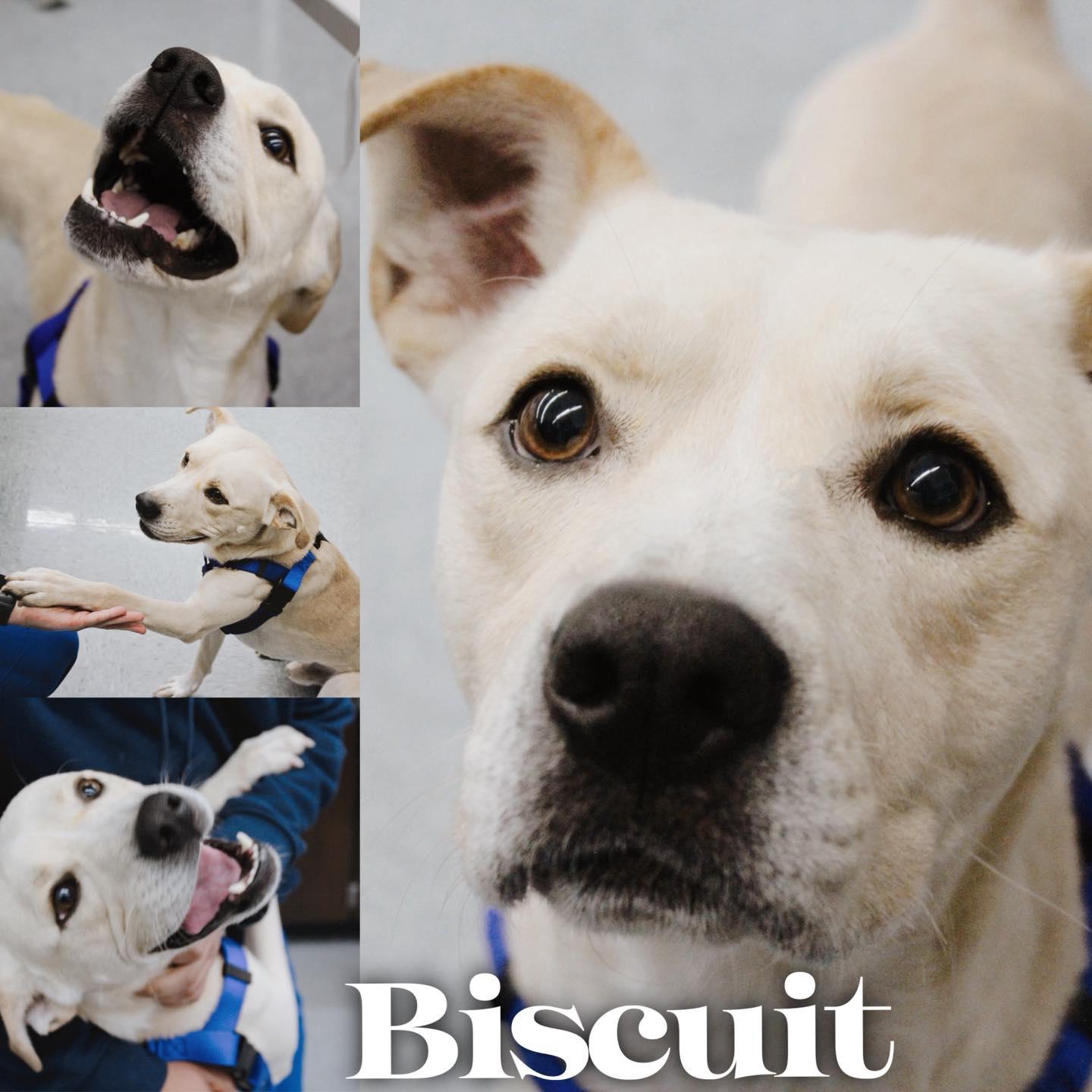Biscuit, Adoptable, Adult Male Labrador Retriever.