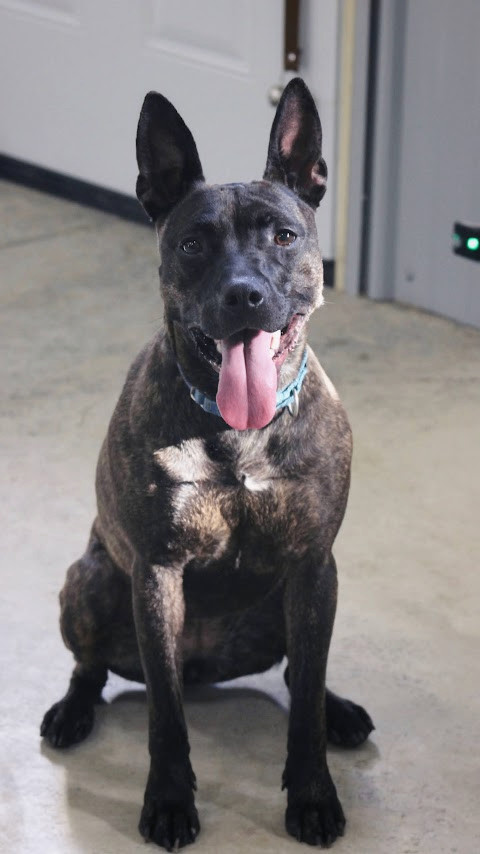 Enlarge Frankie, a Adoptable mixed breed in Columbus, IN image 1/4