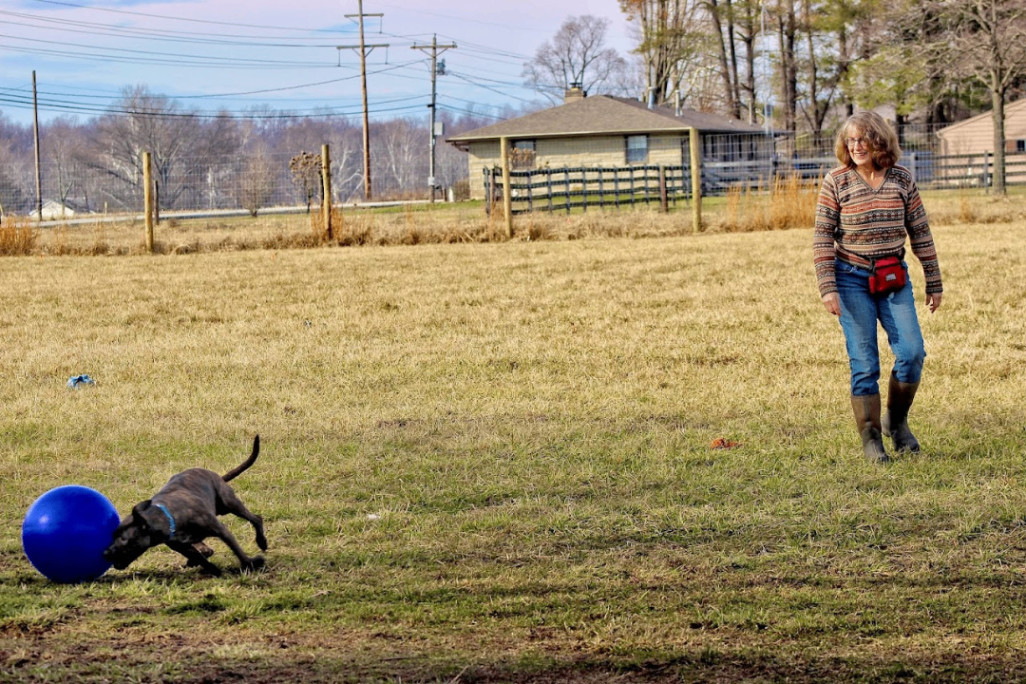 Enlarge Frankie, a Adoptable mixed breed in Columbus, IN image 2/4