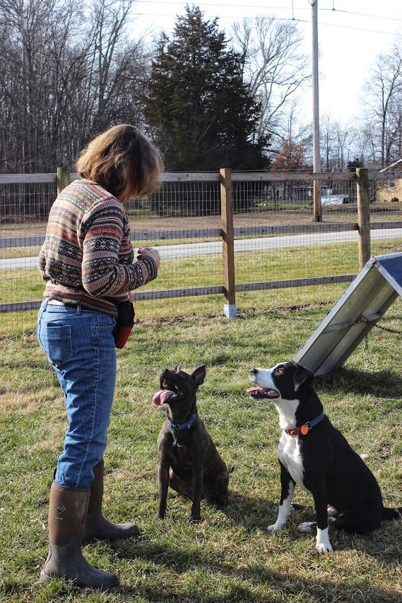 Enlarge Frankie, a Adoptable mixed breed in Columbus, IN image 3/4