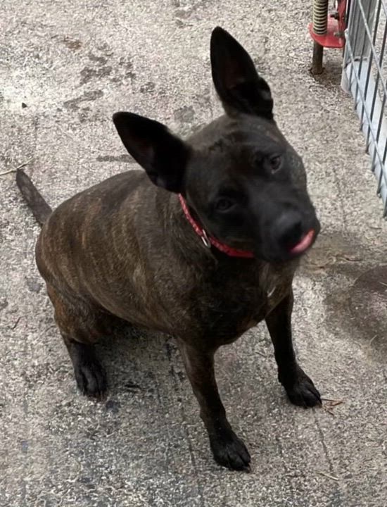 Enlarge Frankie, a Adoptable mixed breed in Columbus, IN video 4/4