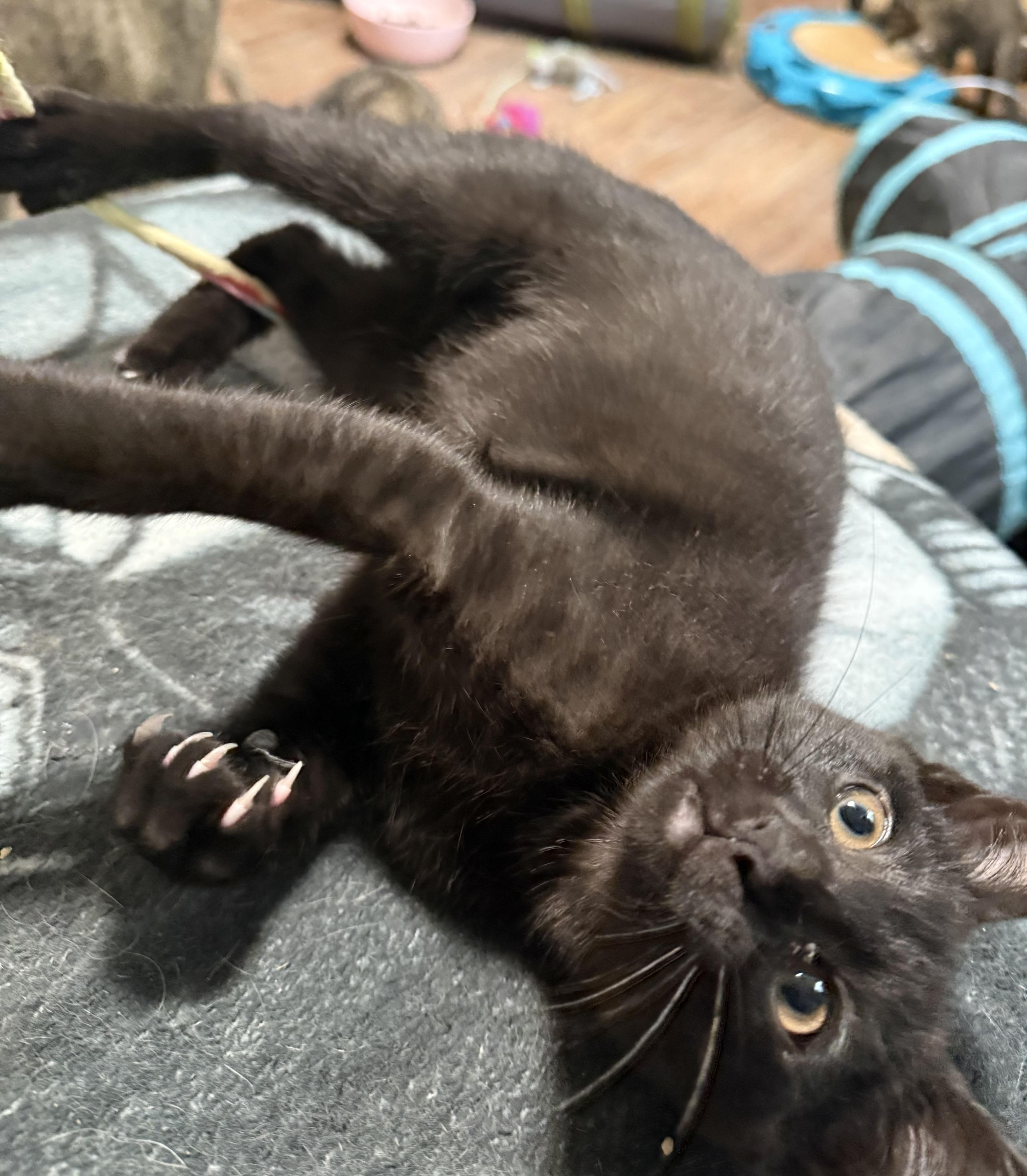 Enlarge Papaya, an adopted Domestic Short Hair in Buffalo, NY image 1/1