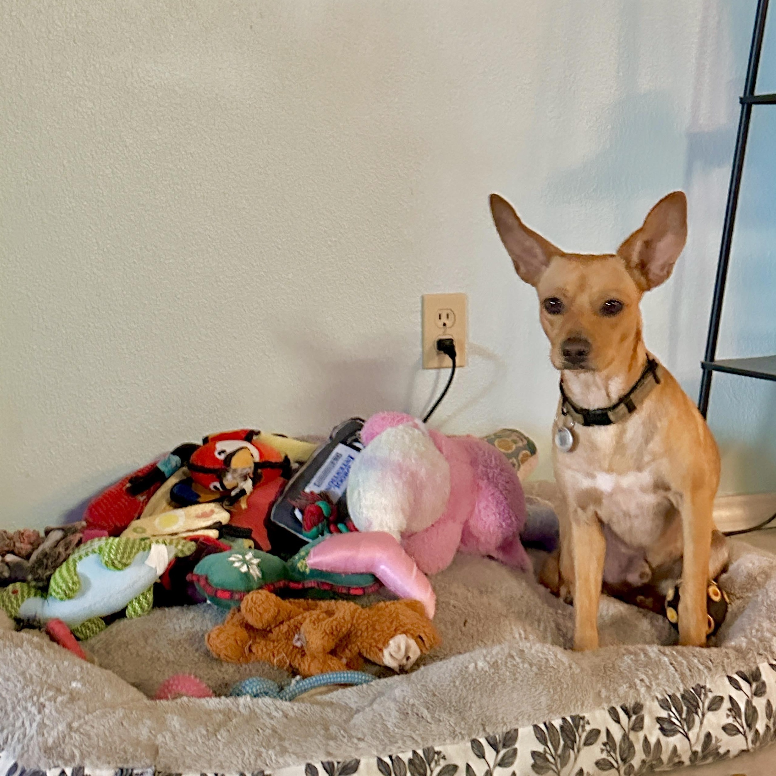 Enlarge Baxter, a Adoptable mixed breed in Brattleboro, VT image 6/6