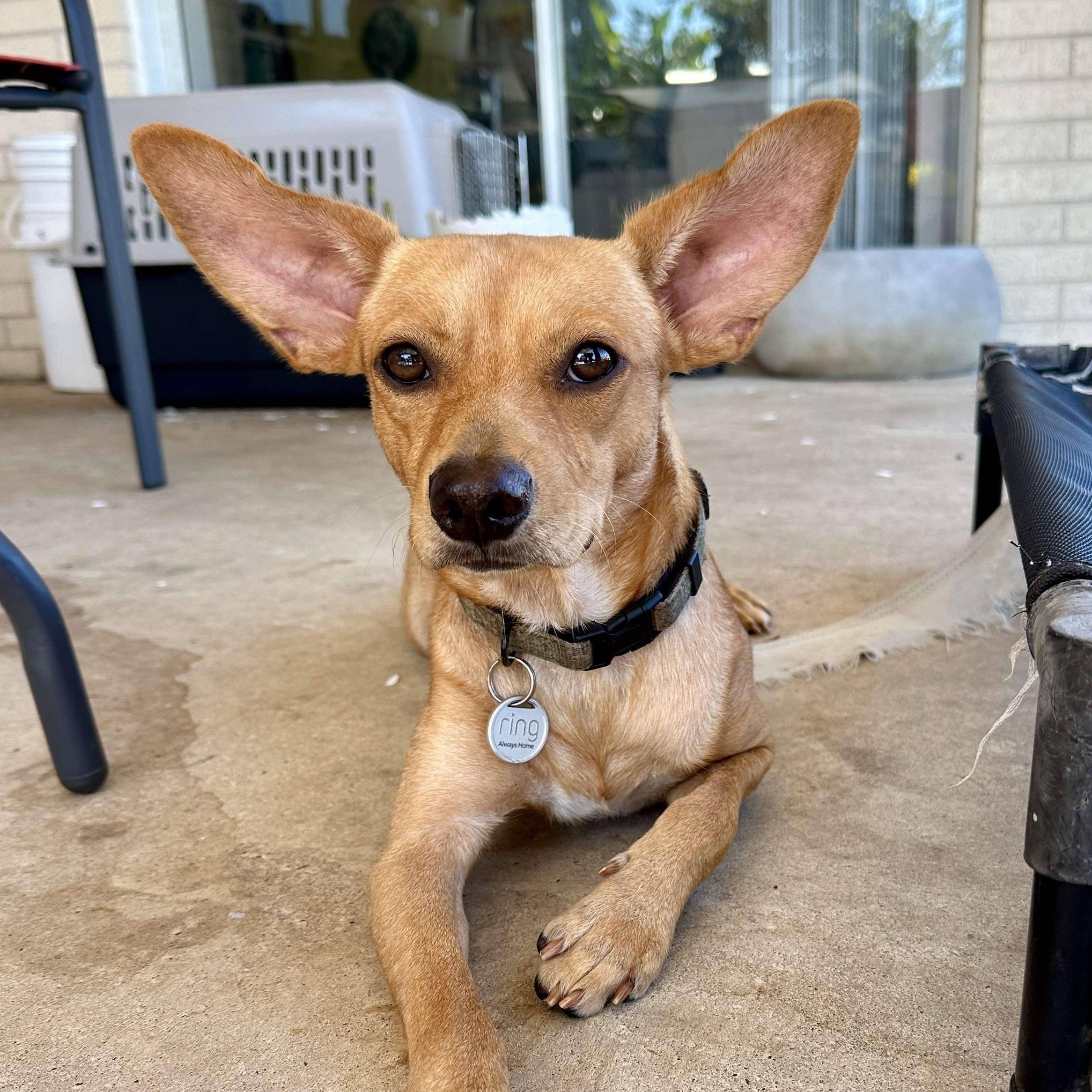 Baxter, Adoptable, Adult Male Chihuahua.