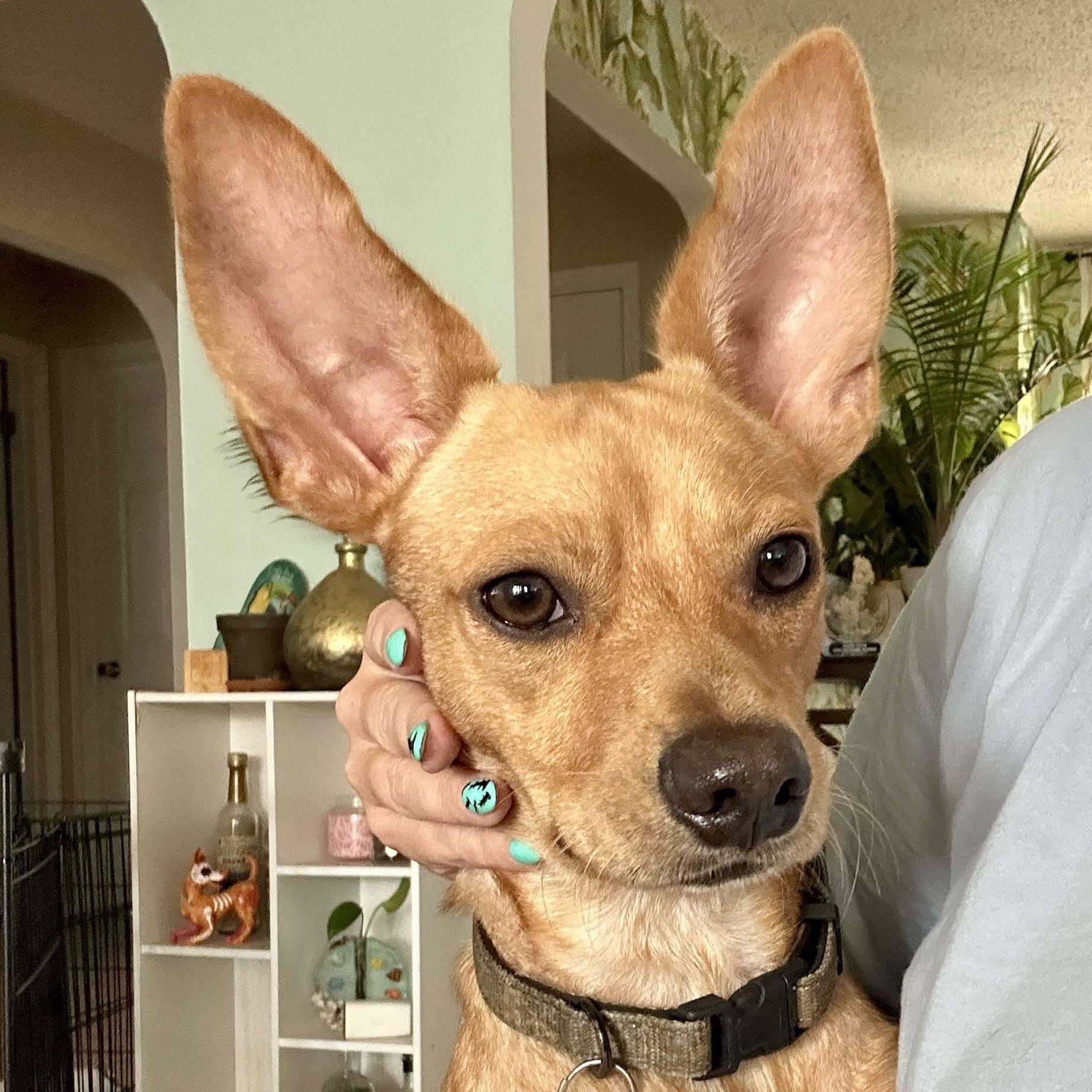 Enlarge Baxter, a Adoptable mixed breed in Brattleboro, VT image 2/6